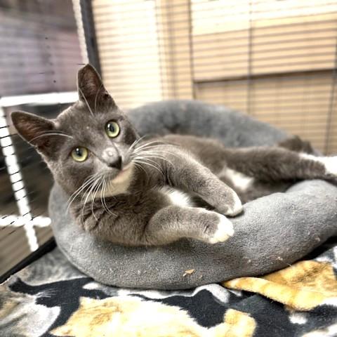 Enlarge Tinsley, an adoptable mixed breed in Long Beach, WA image 1/5