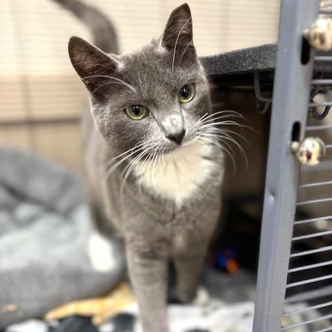 Enlarge Tinsley, an adoptable mixed breed in Long Beach, WA image 4/5