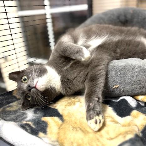 Enlarge Tinsley, an adoptable mixed breed in Long Beach, WA image 3/5