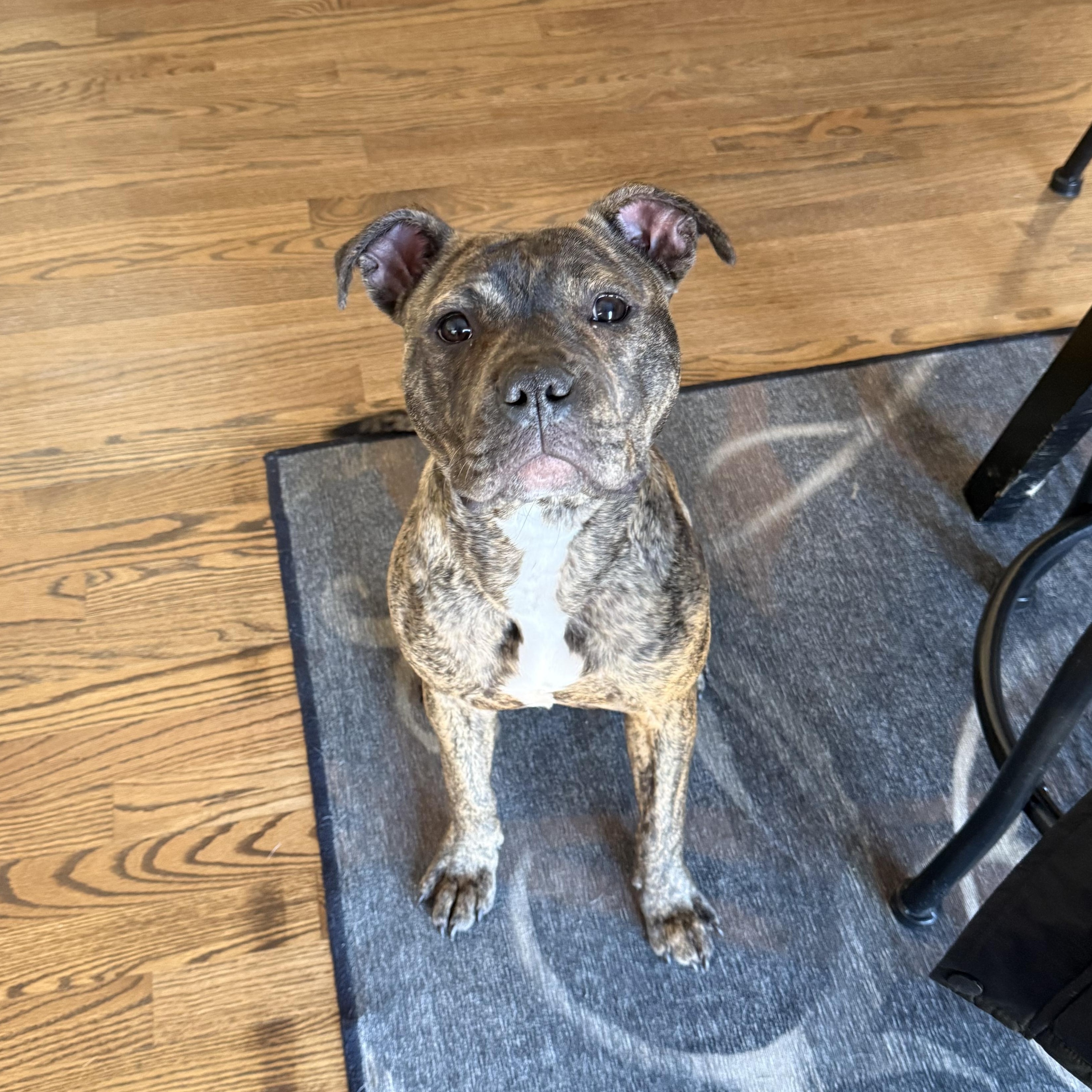 Enlarge Sally, an adoptable mixed breed in Woodbury, NJ image 3/5