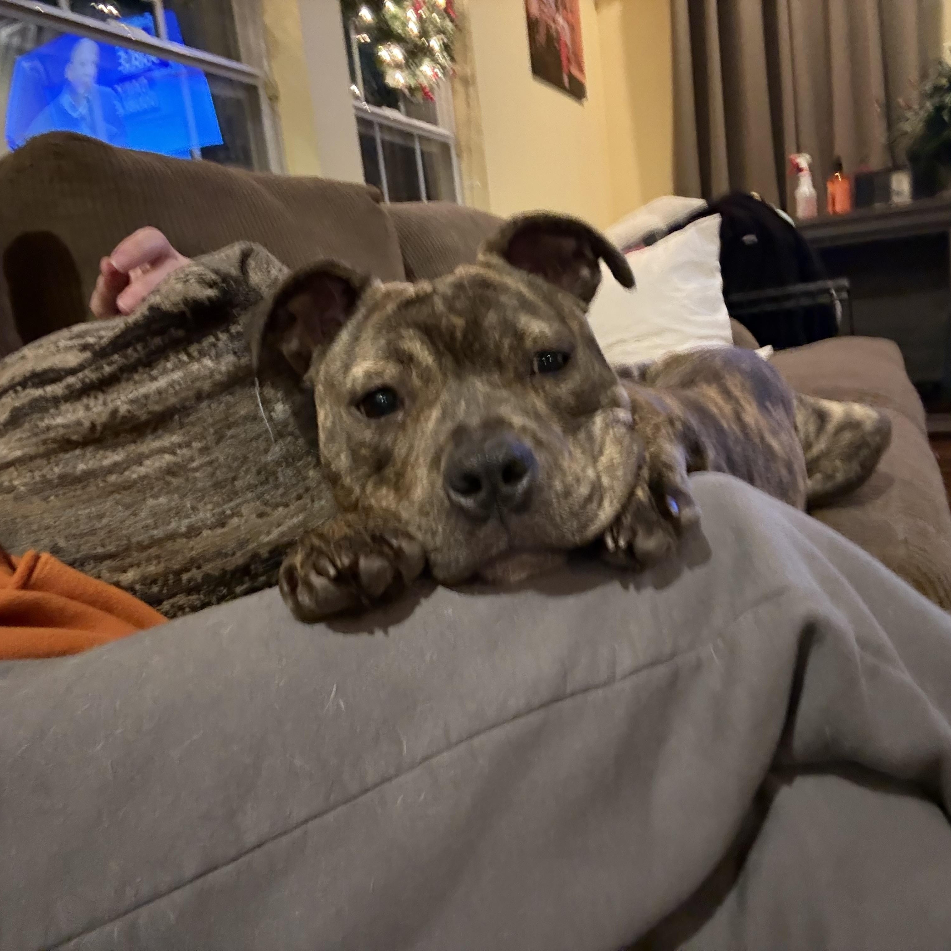 Enlarge Sally, an adoptable mixed breed in Woodbury, NJ image 5/5