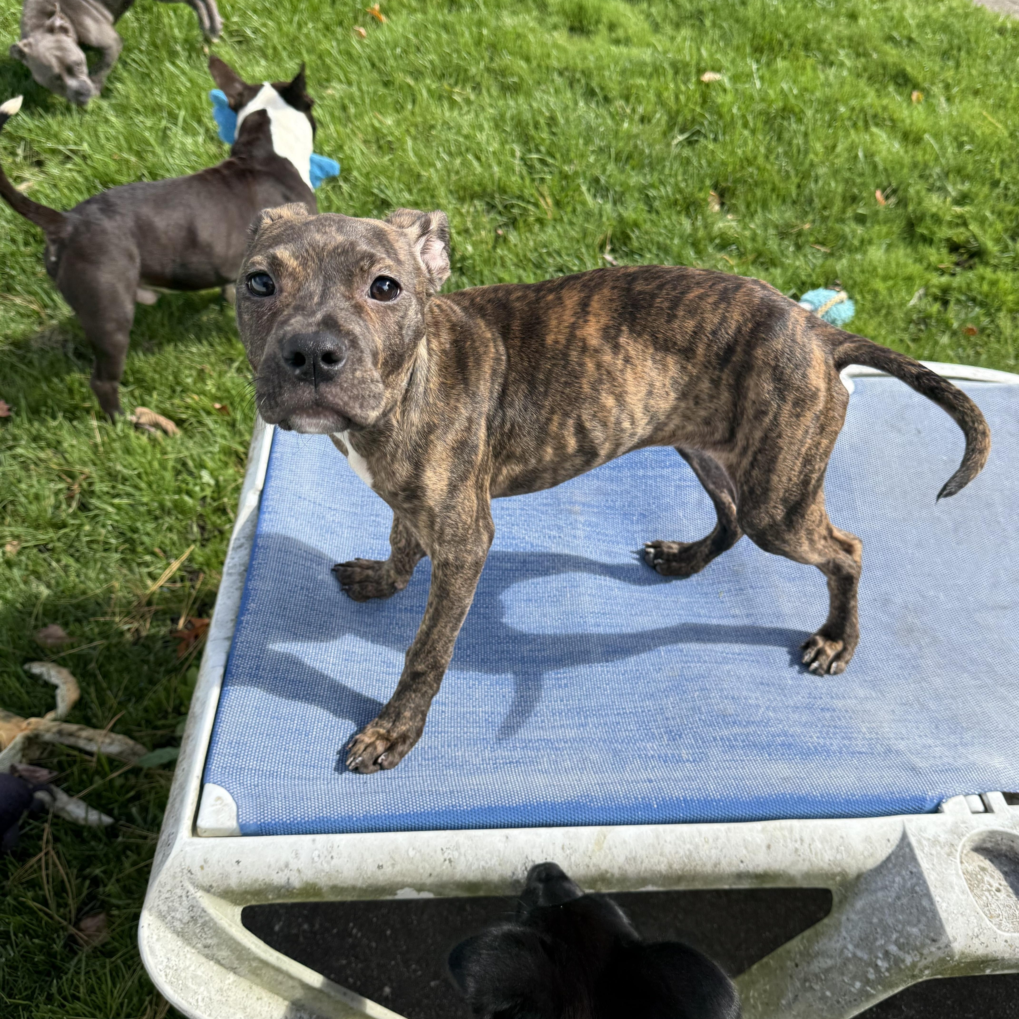 Enlarge Sally, a Adoptable mixed breed in Woodbury, NJ image 2/5