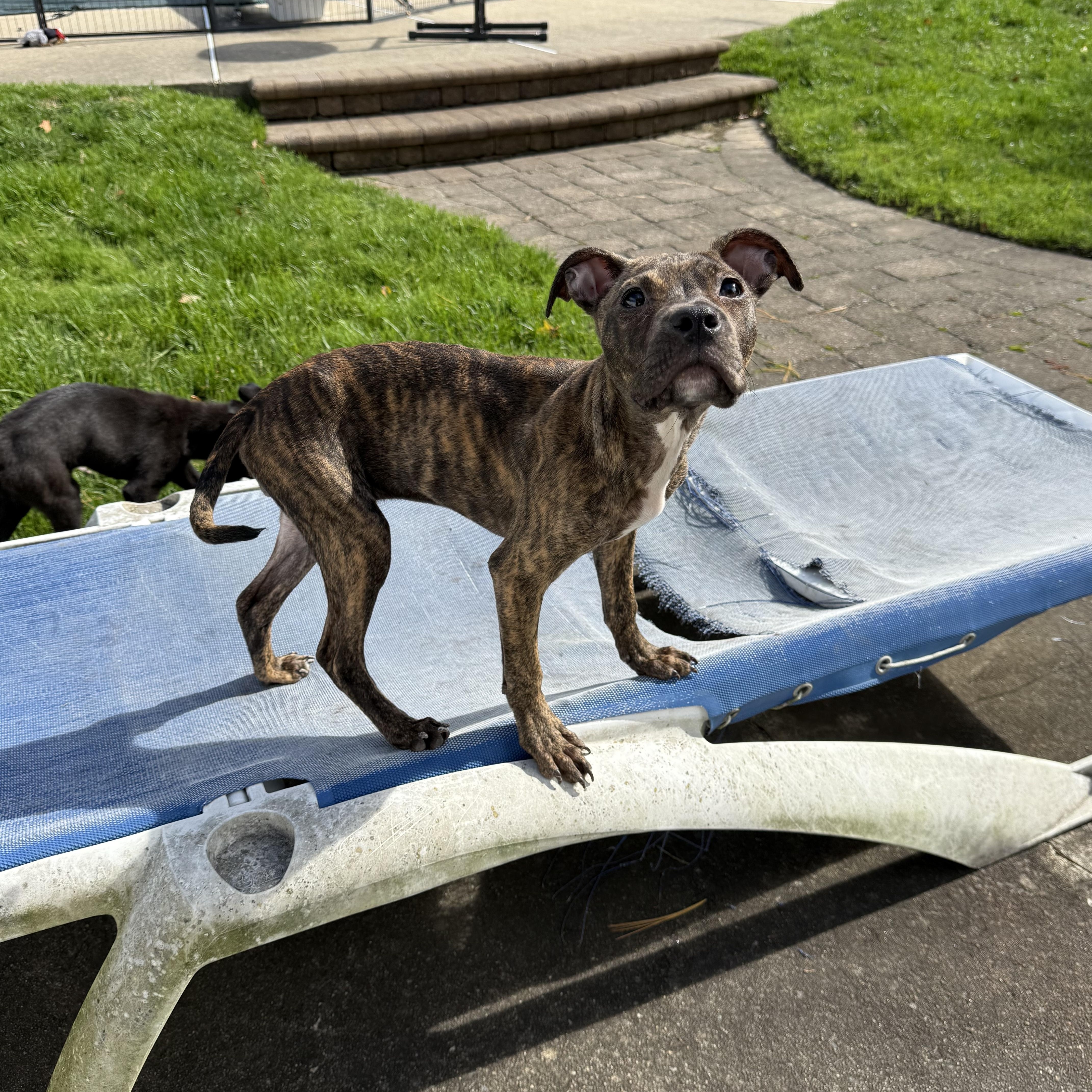 Enlarge Sally, a Adoptable mixed breed in Woodbury, NJ image 3/5
