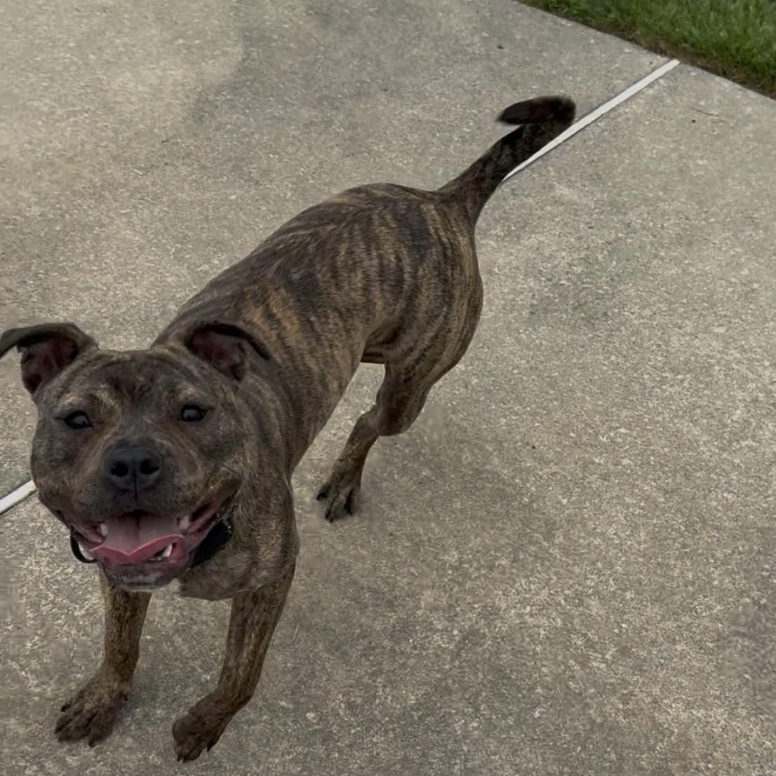 Enlarge Sally, an adoptable mixed breed in Woodbury, NJ image 2/6