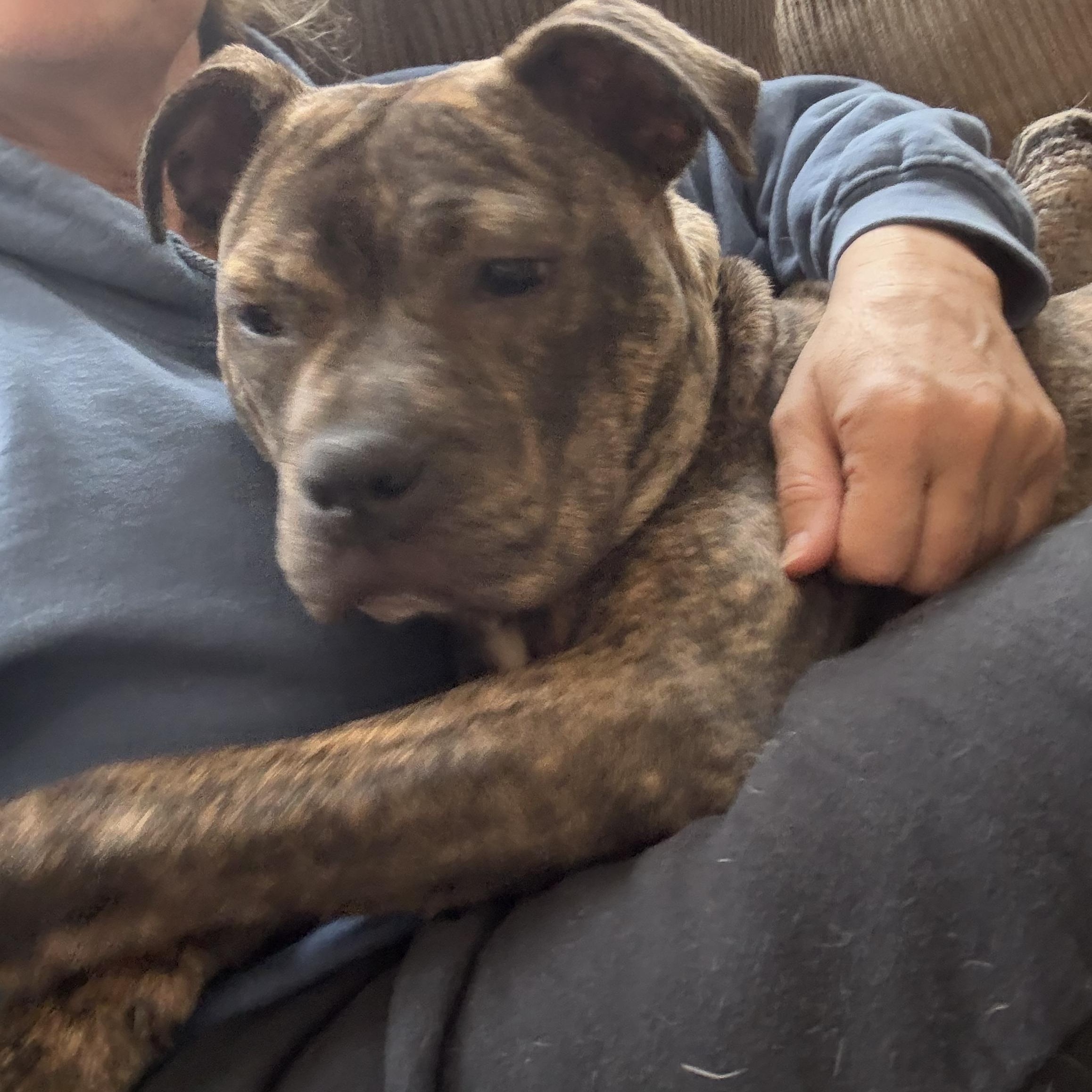 Enlarge Sally, an adoptable mixed breed in Woodbury, NJ image 2/5