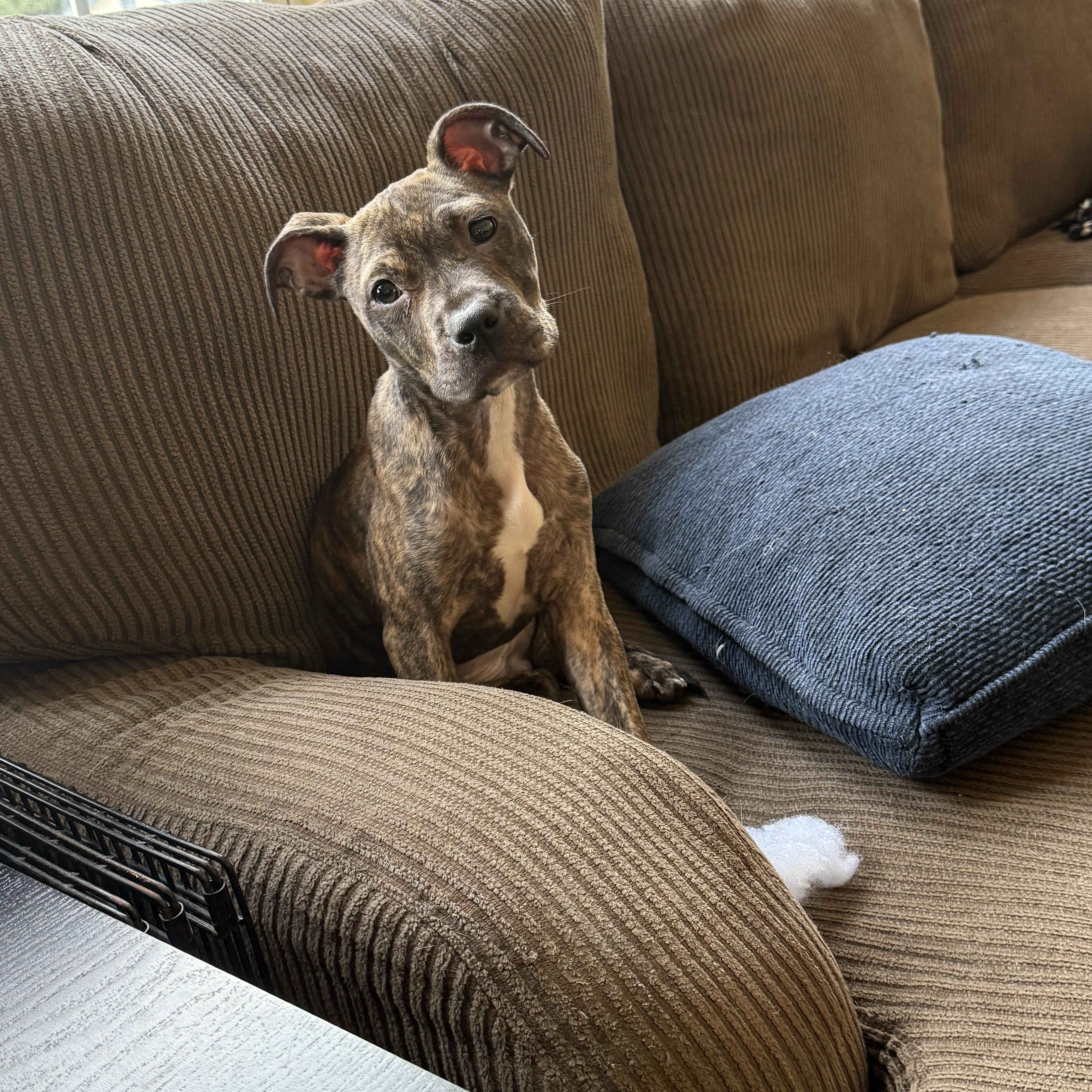 Enlarge Sally, a Adoptable mixed breed in Woodbury, NJ image 4/5