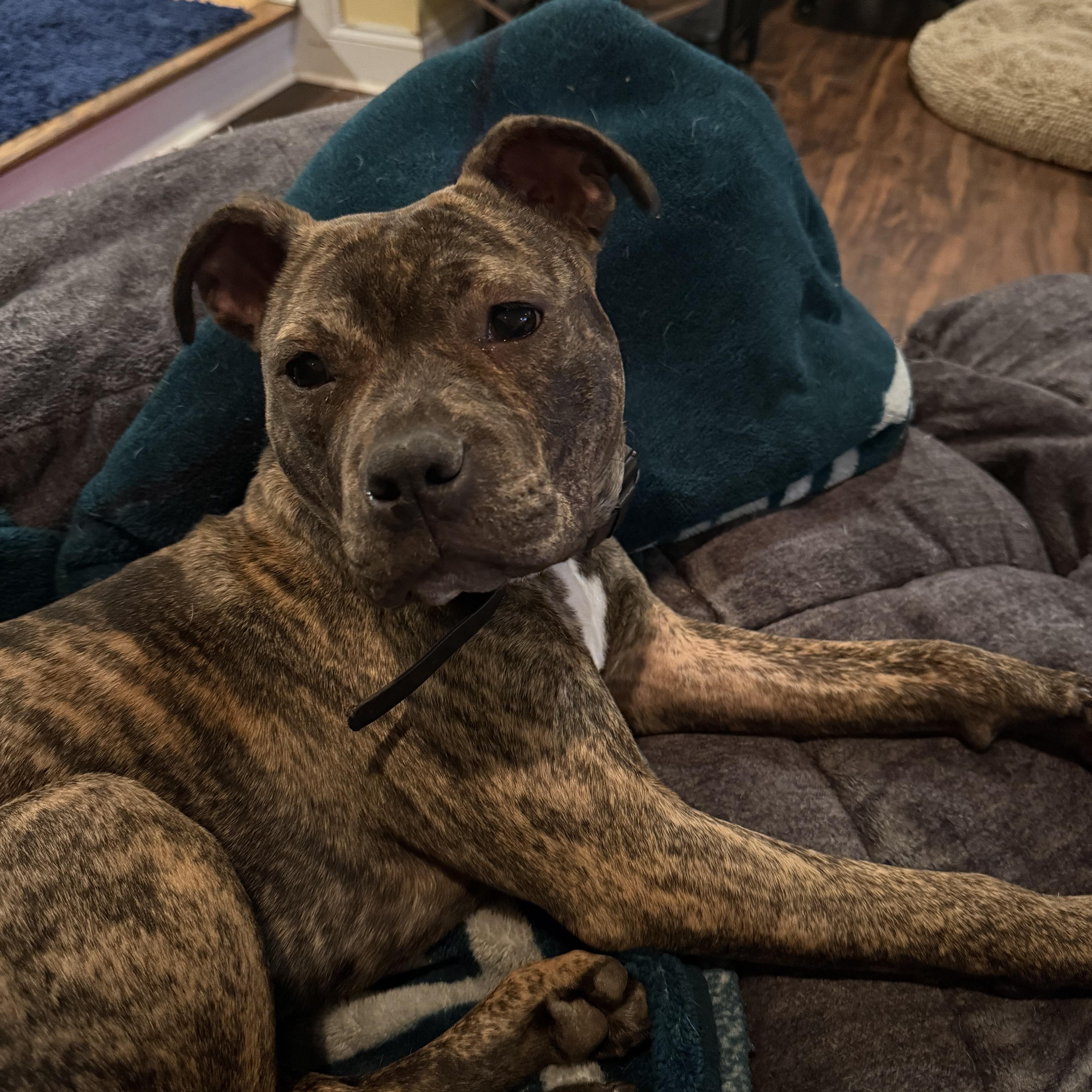 Enlarge Sally, an adoptable mixed breed in Woodbury, NJ image 1/5