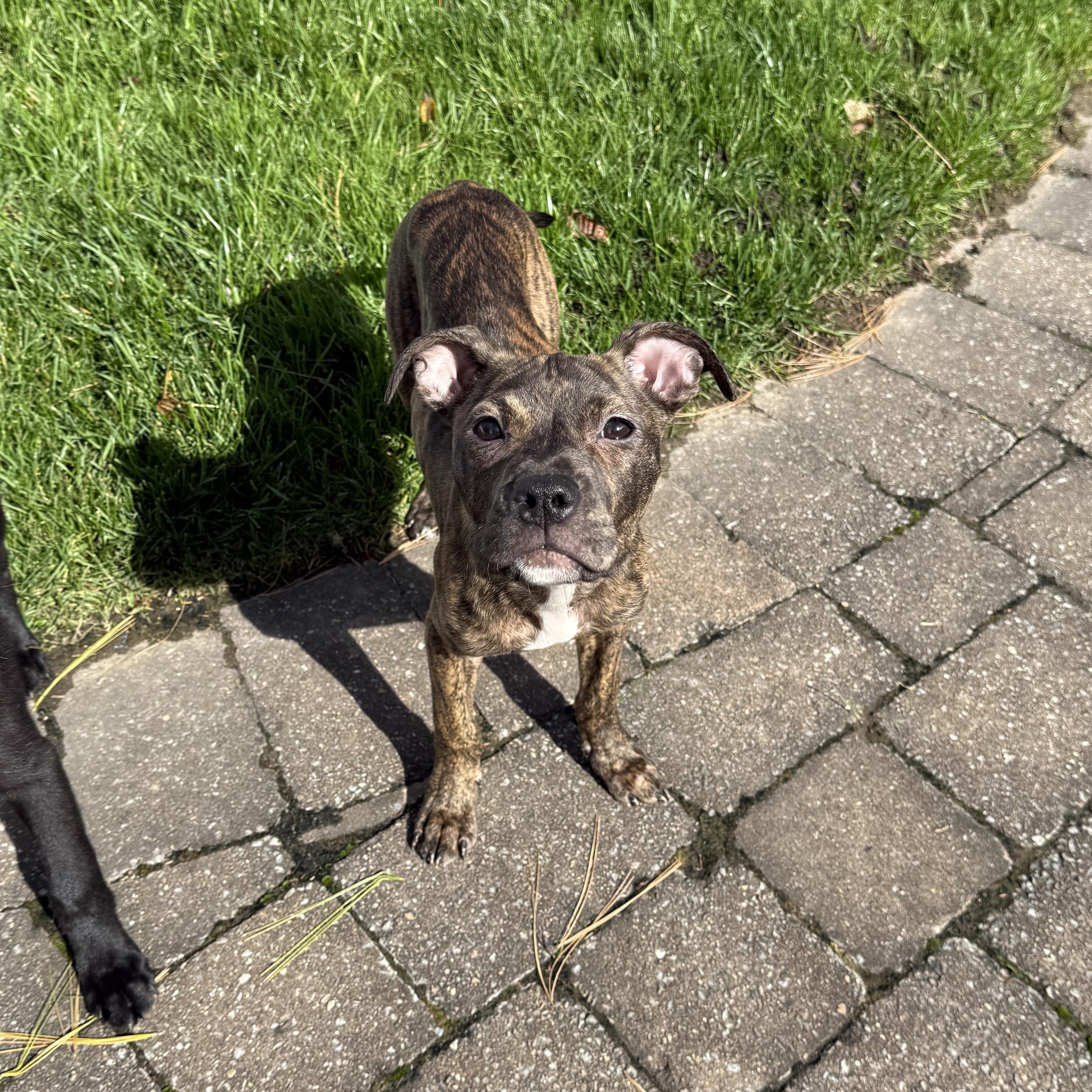 Enlarge Sally, a Adoptable mixed breed in Woodbury, NJ image 5/5