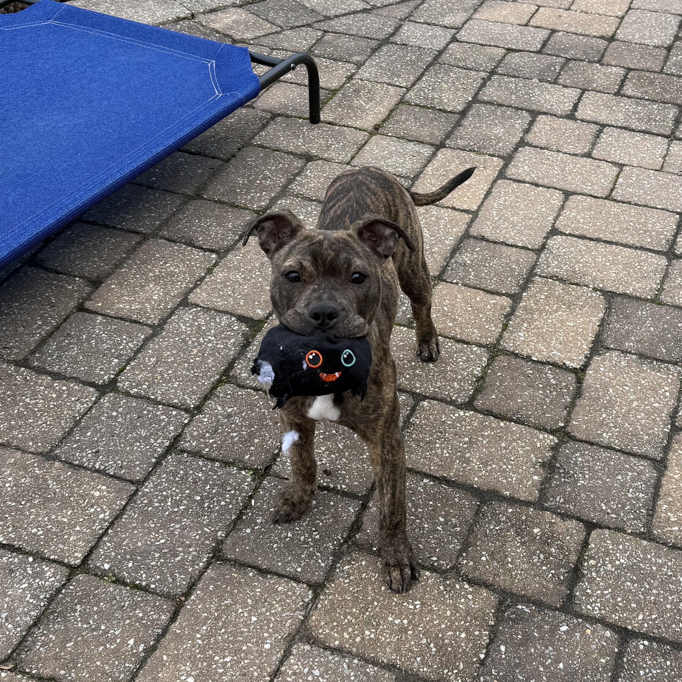 Enlarge Sally, a Adoptable mixed breed in Woodbury, NJ image 1/5