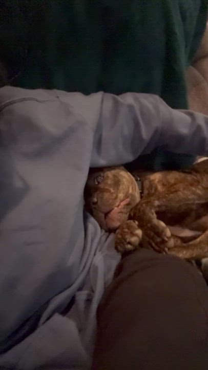 Enlarge Sally, an adoptable mixed breed in Woodbury, NJ video 4/5