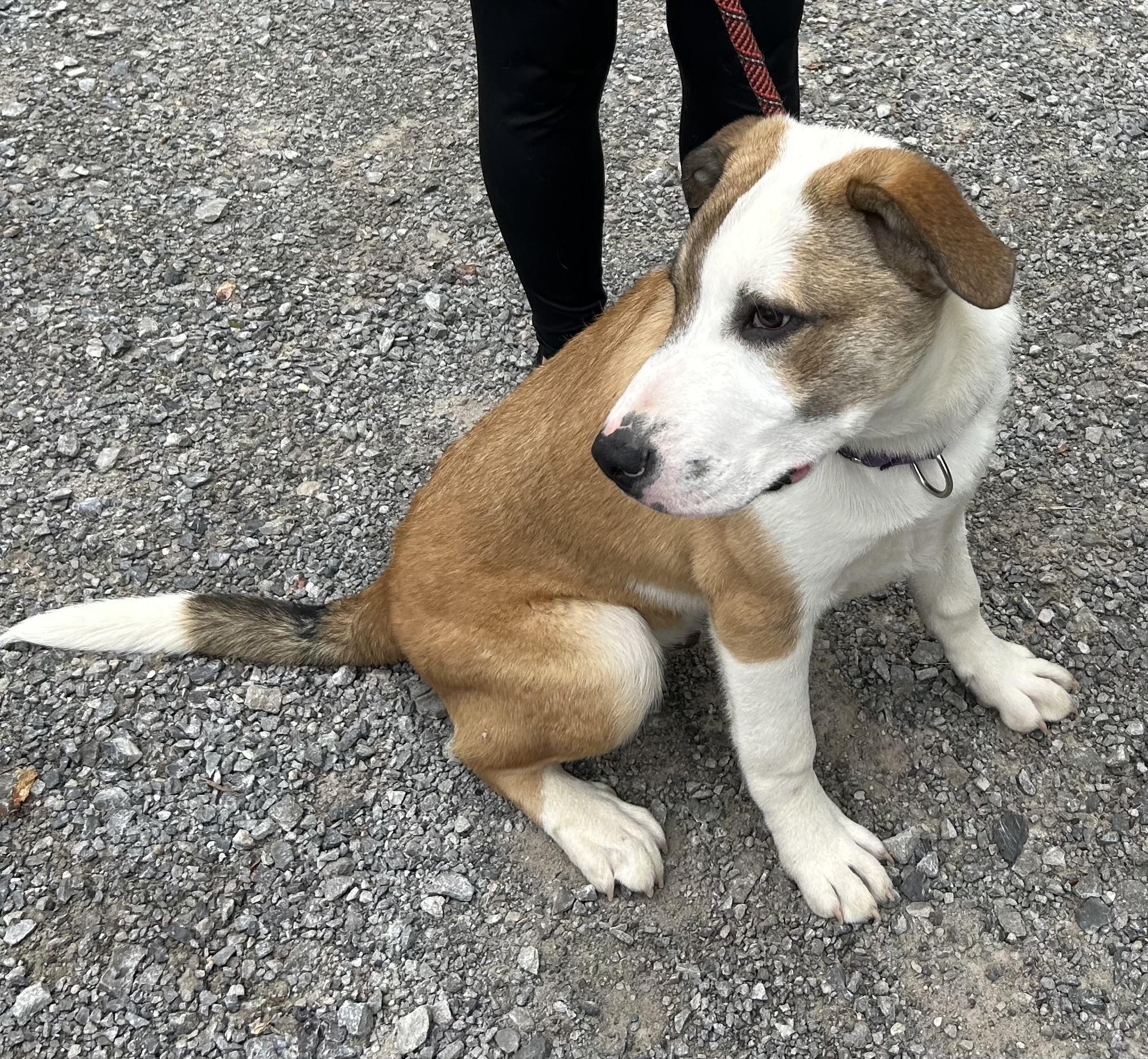 Belgian, a Adoptable mixed breed in Sequatchie, TN image 3/5