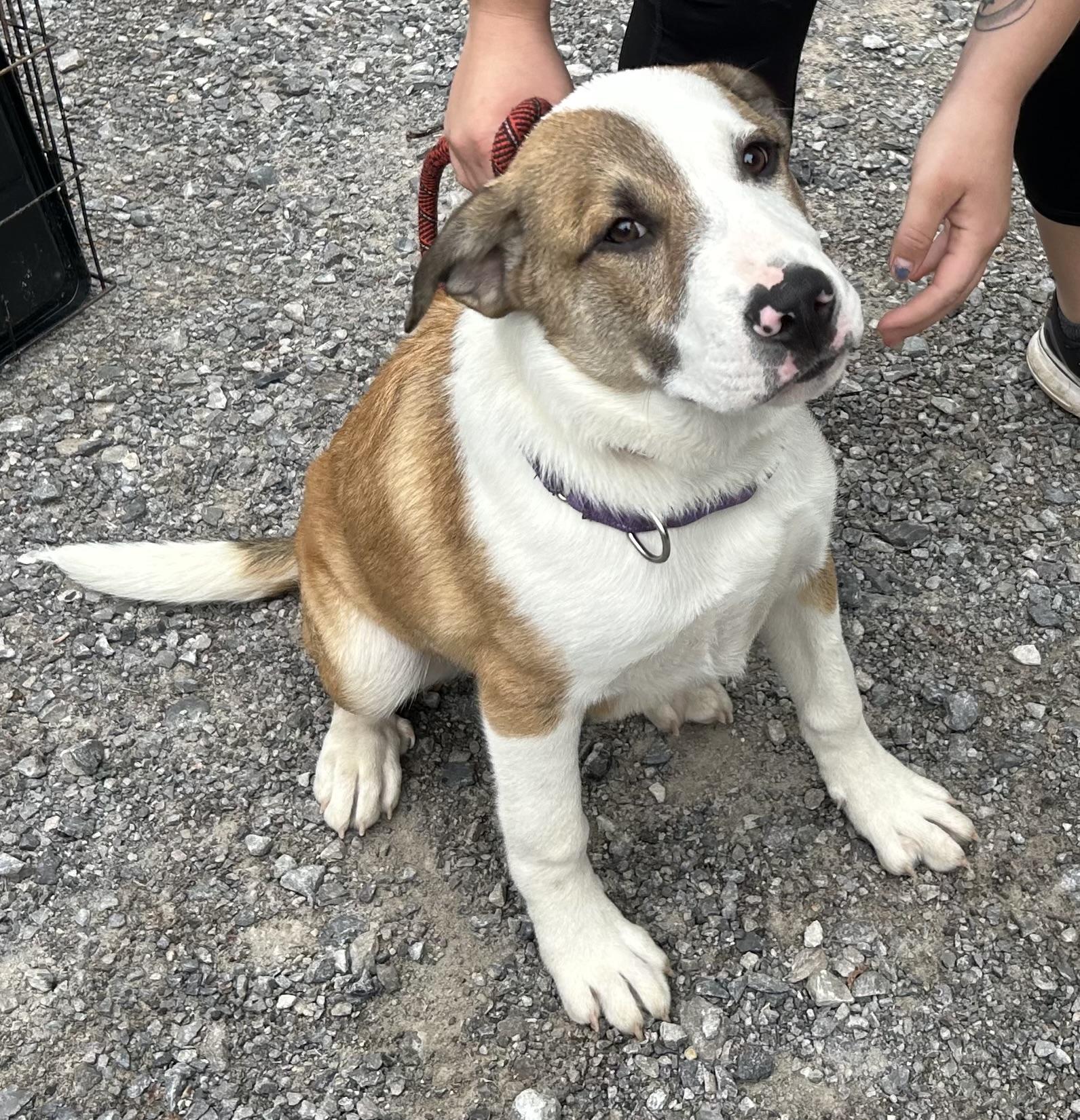 Belgian, a Adoptable mixed breed in Sequatchie, TN image 2/5