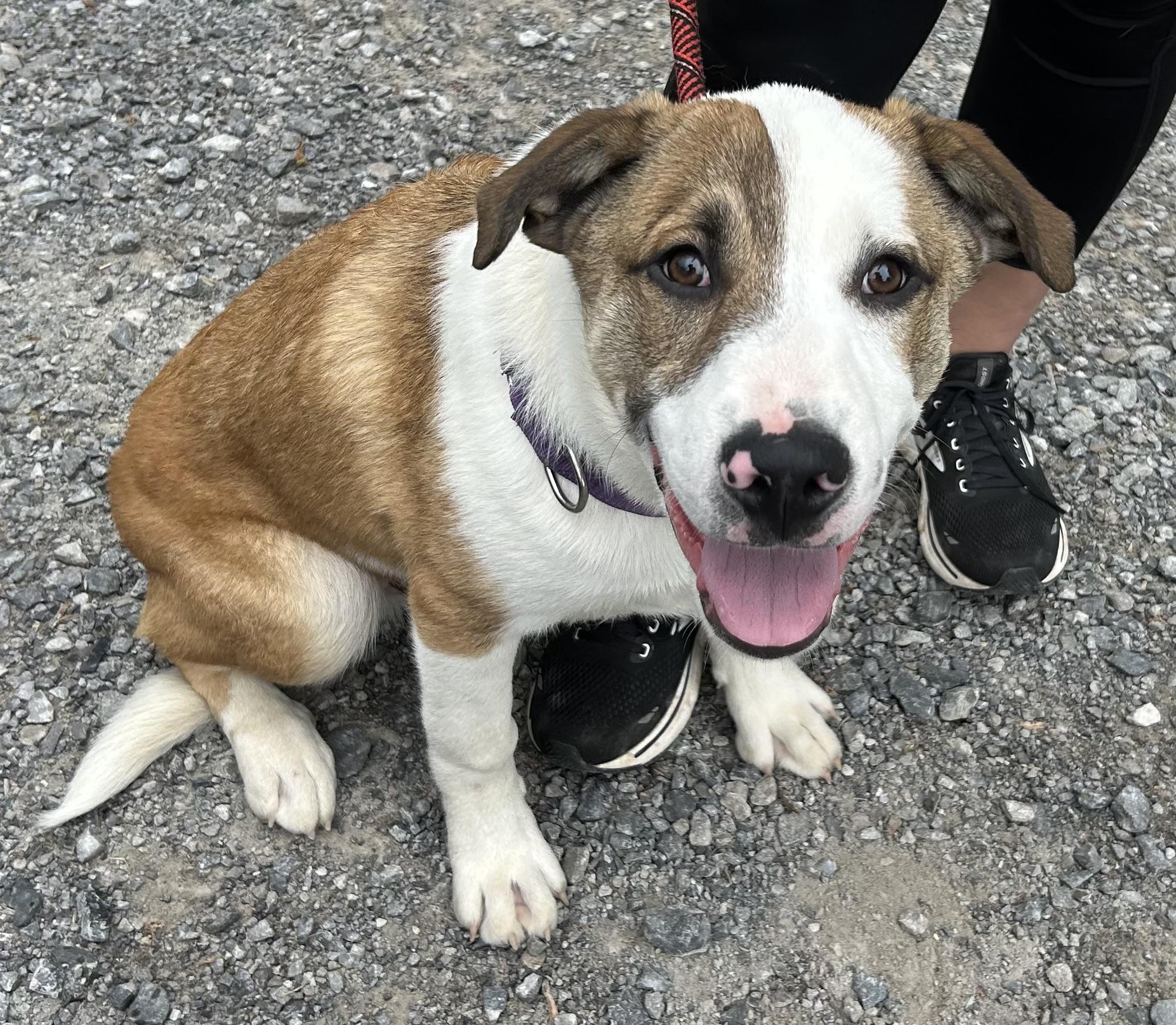 Belgian, a Adoptable mixed breed in Sequatchie, TN image 5/5