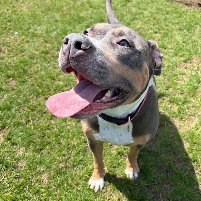 Gigi, ADOPTABLE, Adult Female American Bully.