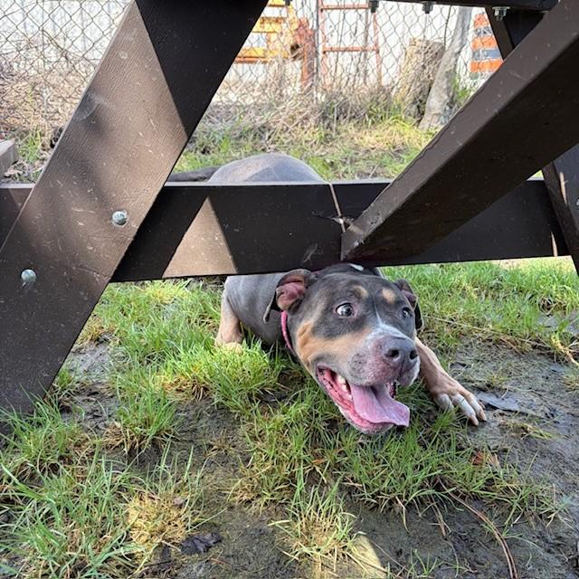 Enlarge Gigi, a ADOPTABLE American Bully in Mississauga, ON image 5/6