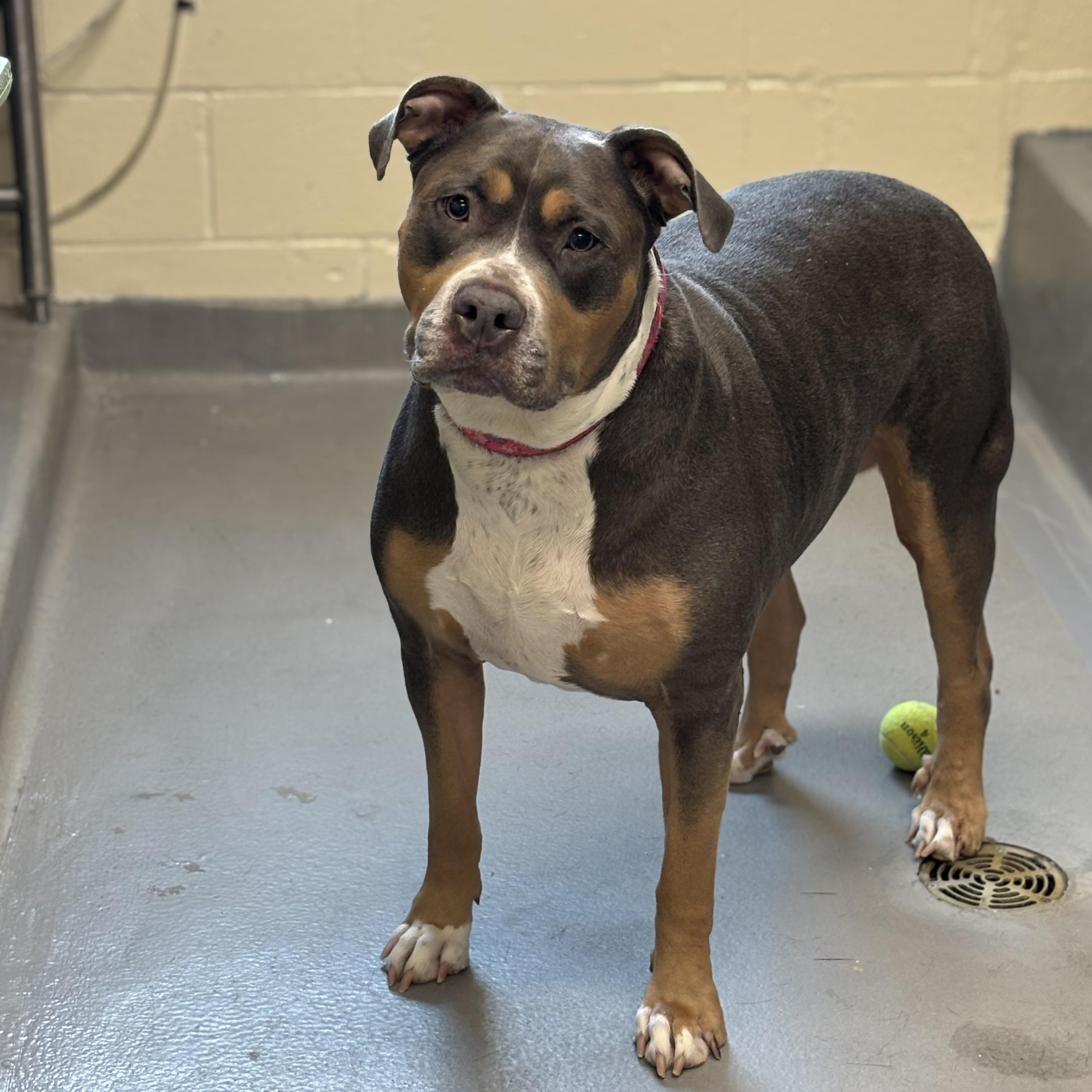 Enlarge Gigi, a ADOPTABLE American Bully in Mississauga, ON image 6/6