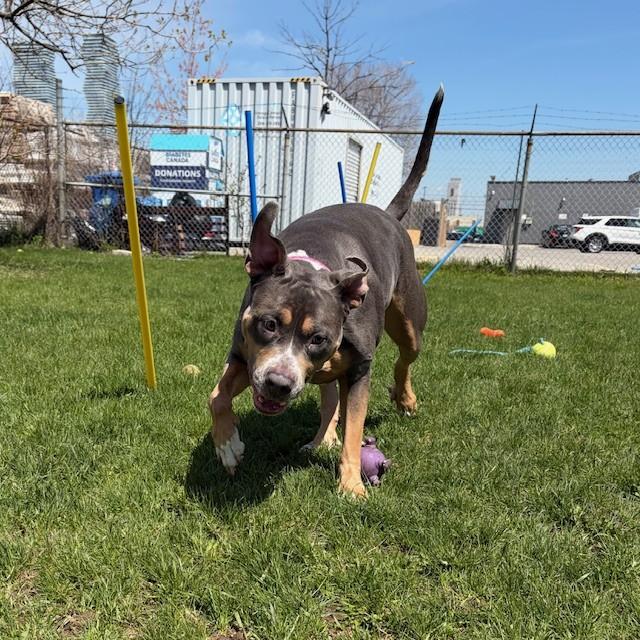 Enlarge Gigi, a ADOPTABLE American Bully in Mississauga, ON image 4/6