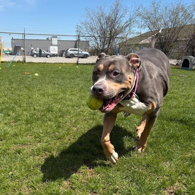 Enlarge Gigi, a ADOPTABLE American Bully in Mississauga, ON image 3/6