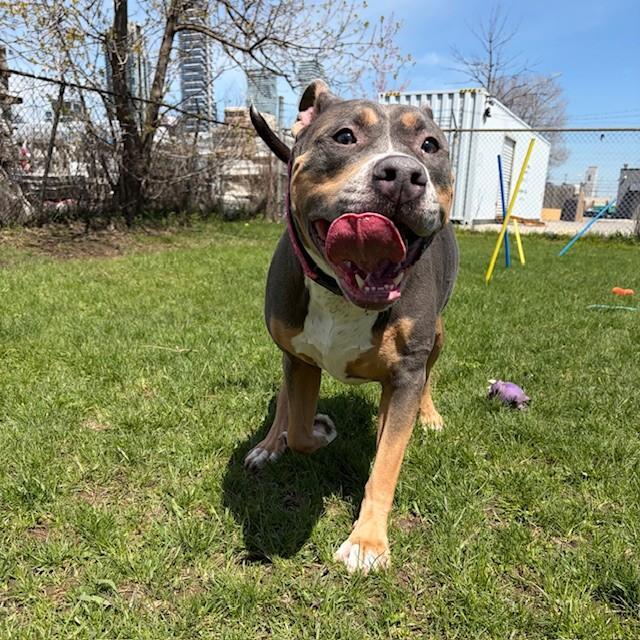 Enlarge Gigi, a ADOPTABLE American Bully in Mississauga, ON image 2/6