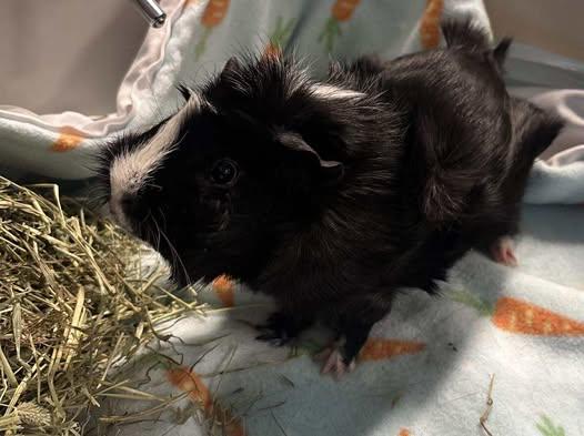 Enlarge Kyllo, a Adopted Guinea Pig in Amherst, NY image 1/1