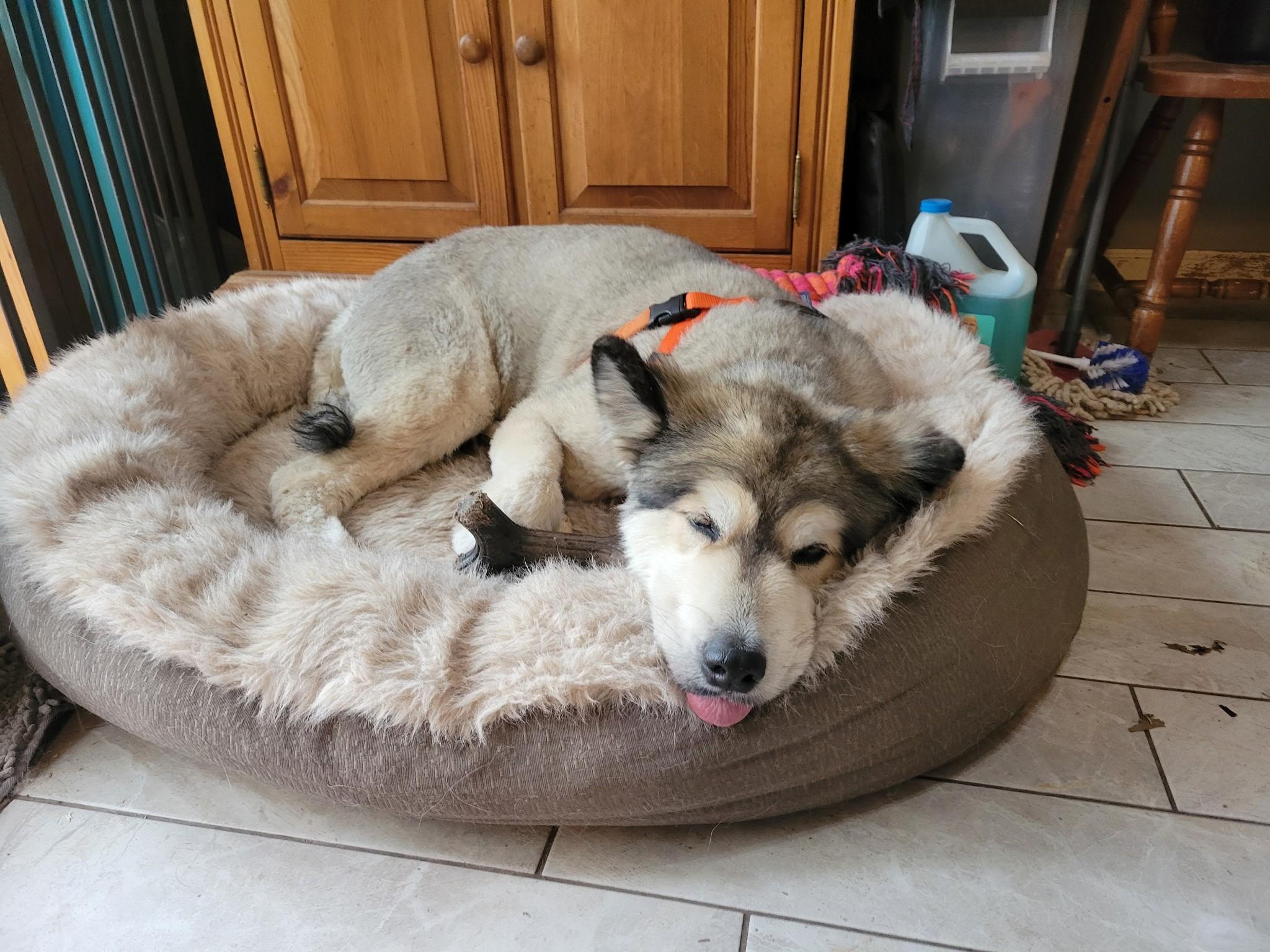 Lark, Adopted, Adult Female Alaskan Malamute.