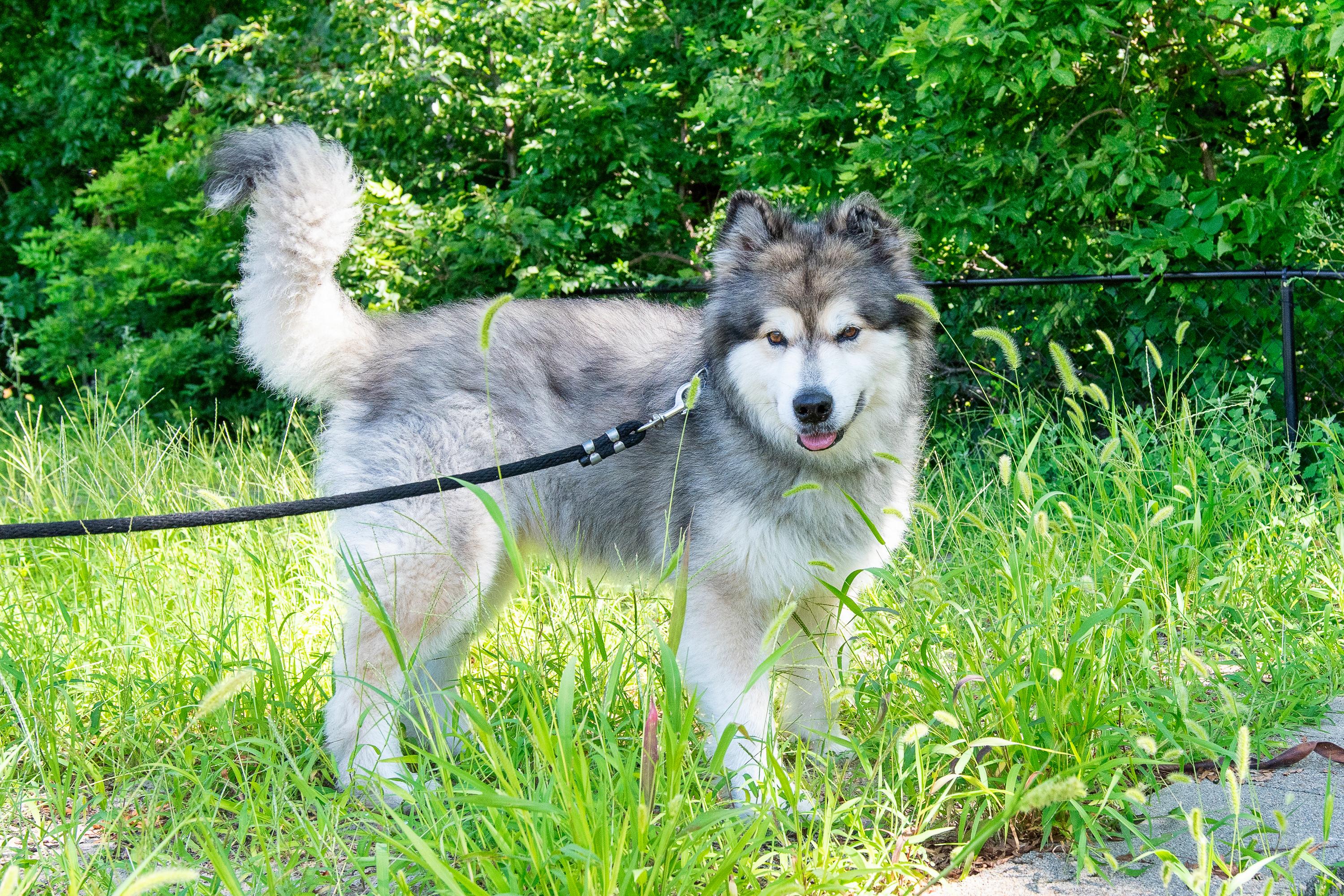 Lark, a Adopted Alaskan Malamute in Omaha, NE image 2/6