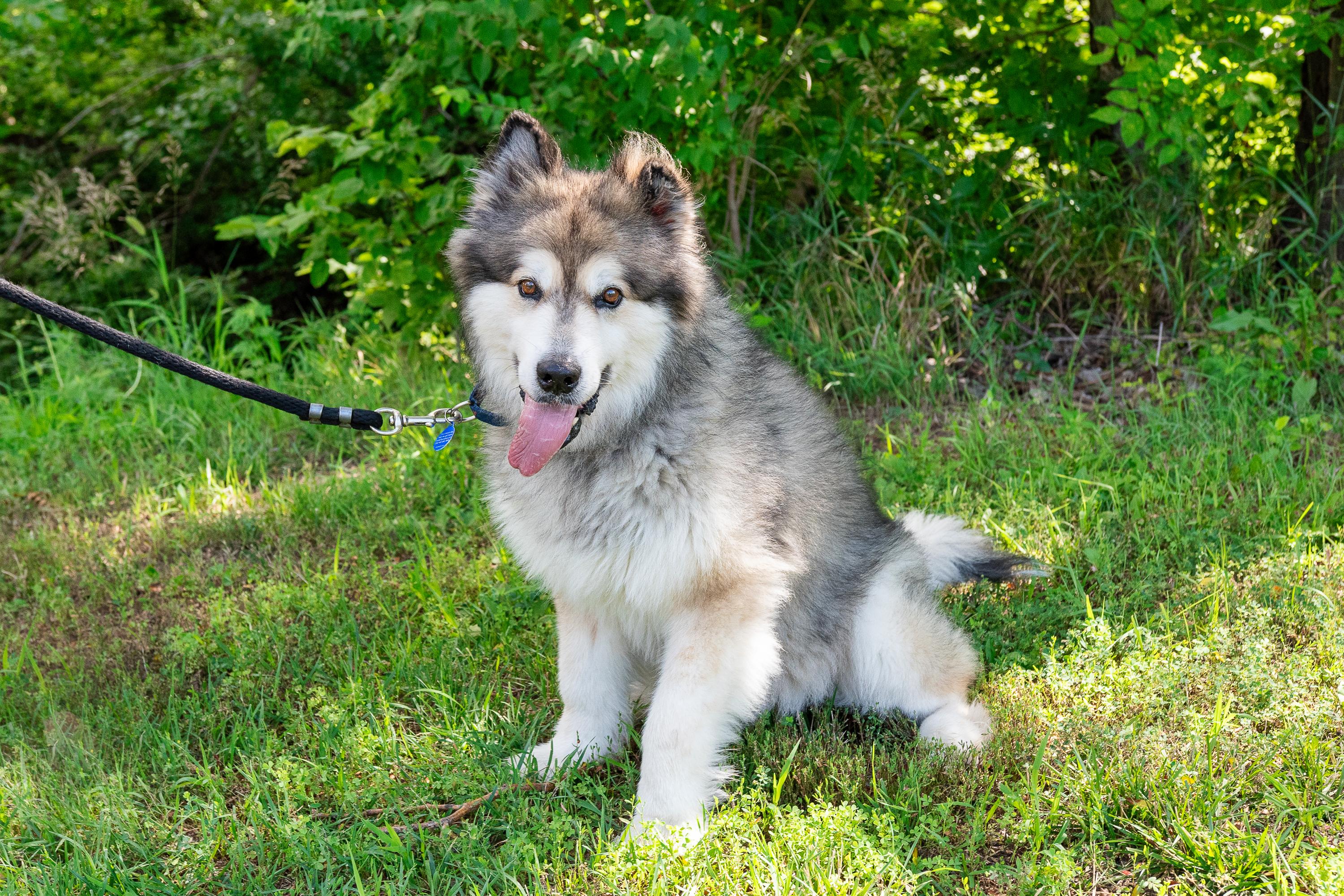 Lark, a Adopted Alaskan Malamute in Omaha, NE image 3/6