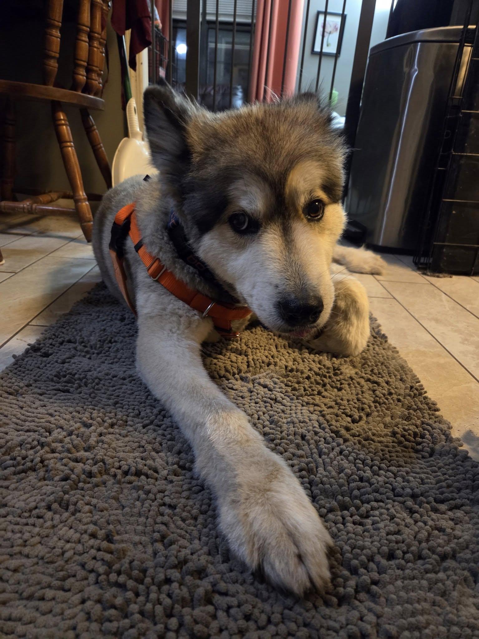 Lark, a Adopted Alaskan Malamute in Omaha, NE image 4/6