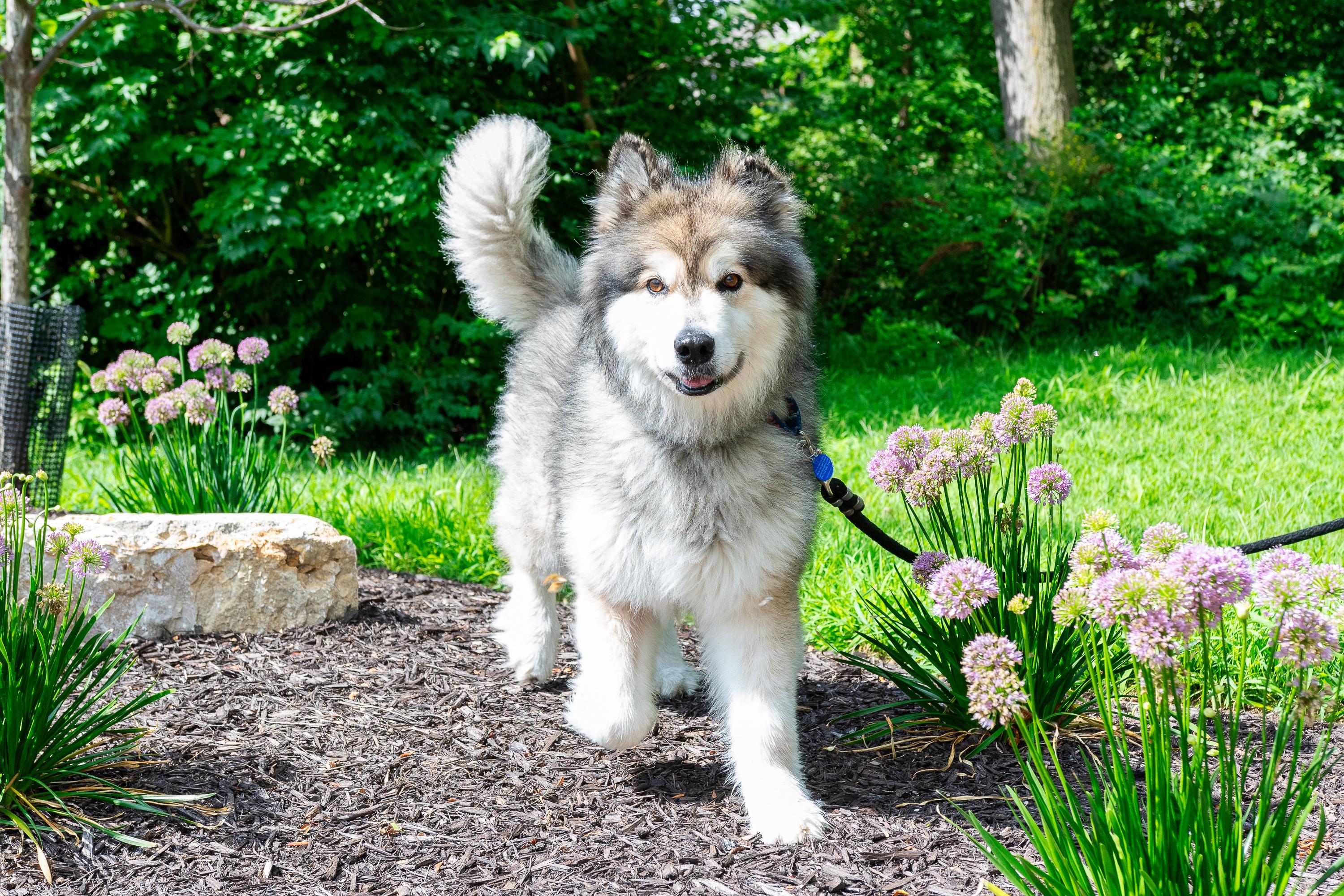 Lark, a Adopted Alaskan Malamute in Omaha, NE image 6/6