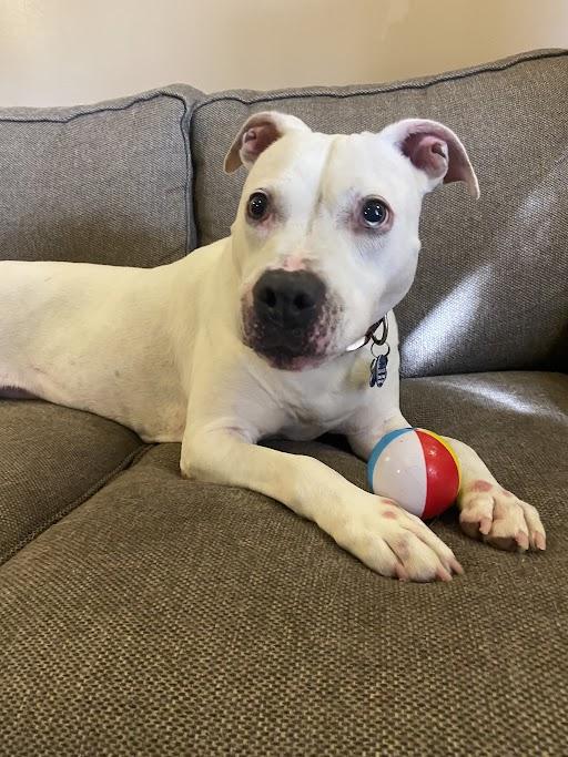 Diesel, Adoptable, Adult Male Pit Bull Terrier.