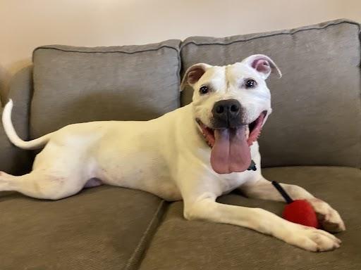 Diesel, a Adoptable Pit Bull Terrier image 2/2