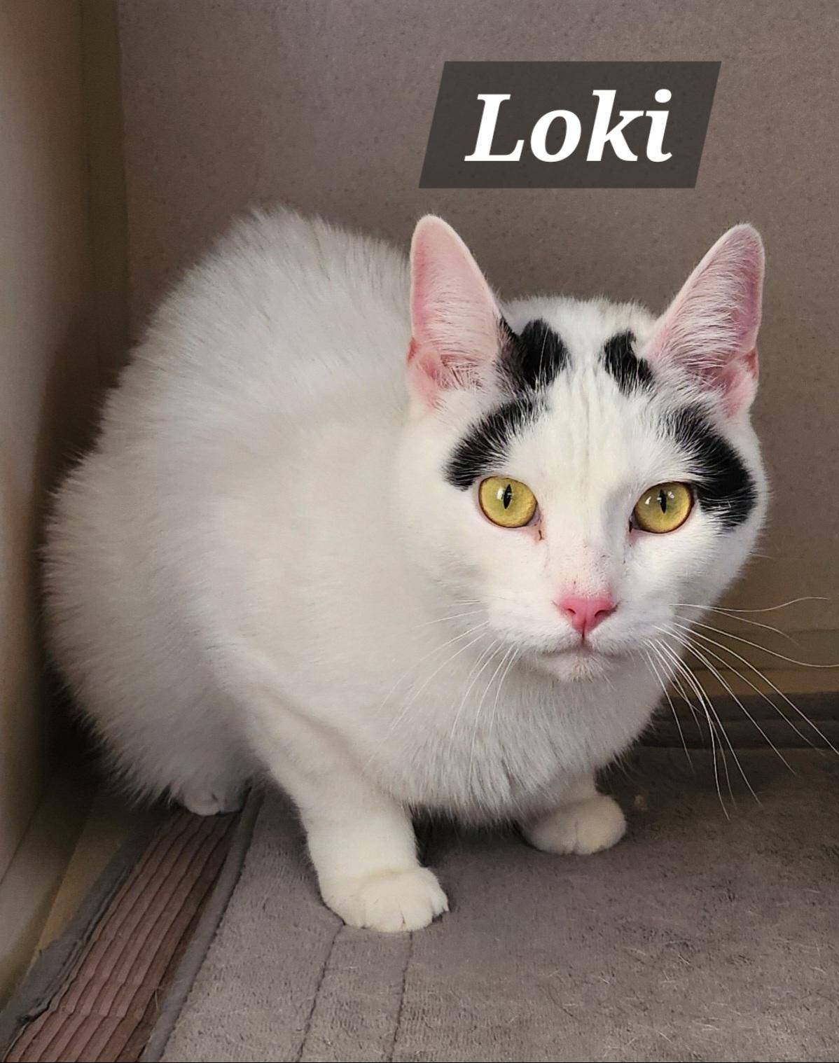 Loki, an adoptable Domestic Short Hair in Lincoln, IL, 62656 | Photo Image 1