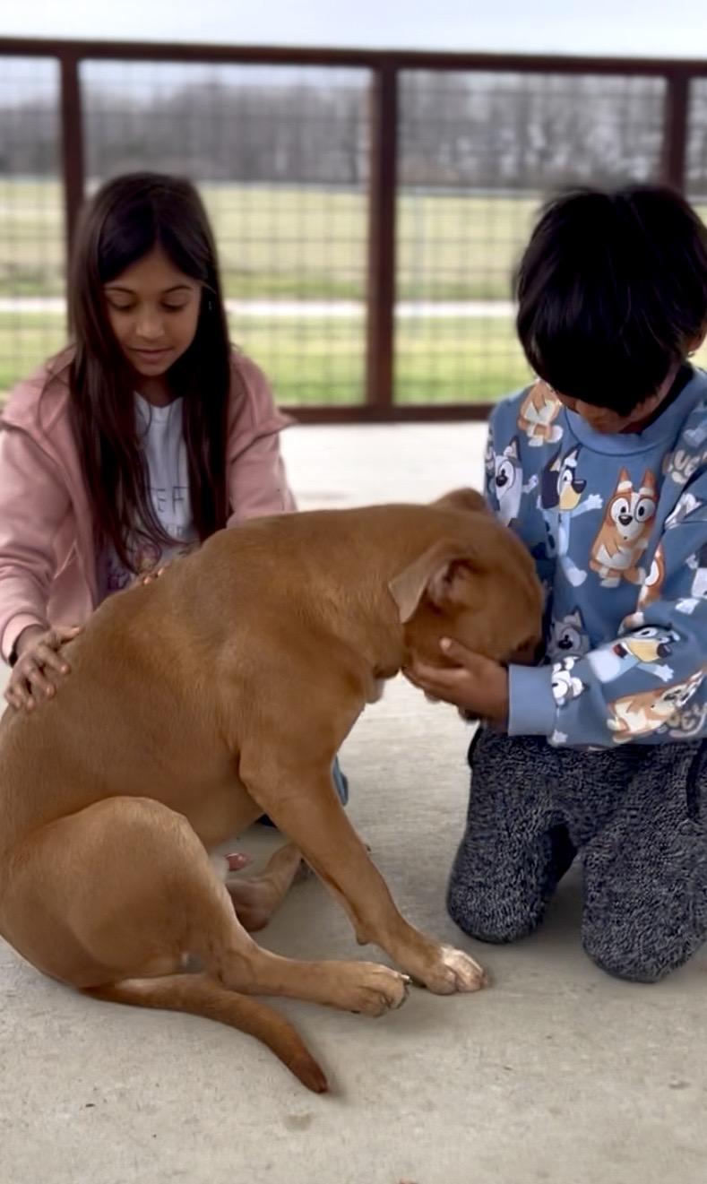 Enlarge Seven, an adopted Mixed Breed in Franklin, KY image 5/6