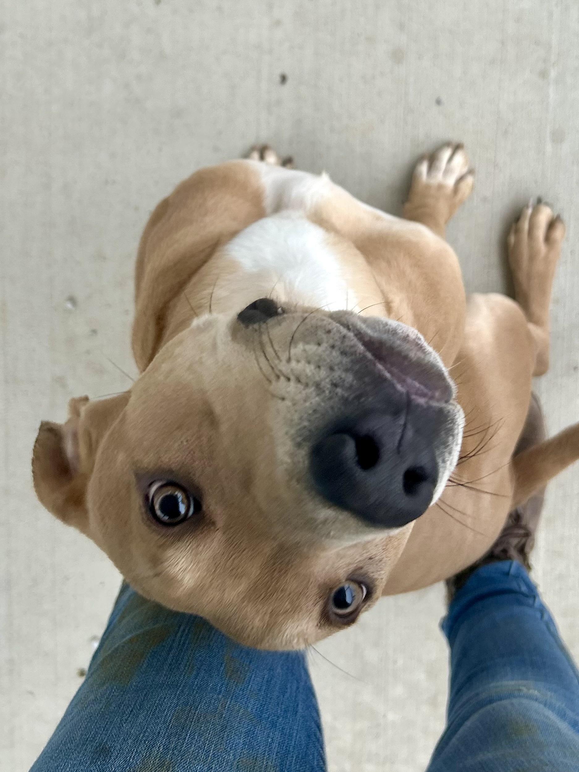 Seven, Adoptable, Young Male Mixed Breed.