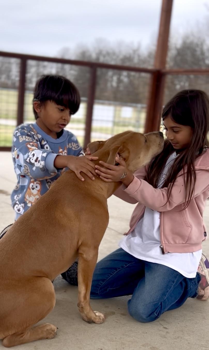 Enlarge Seven, an adopted Mixed Breed in Franklin, KY image 6/6