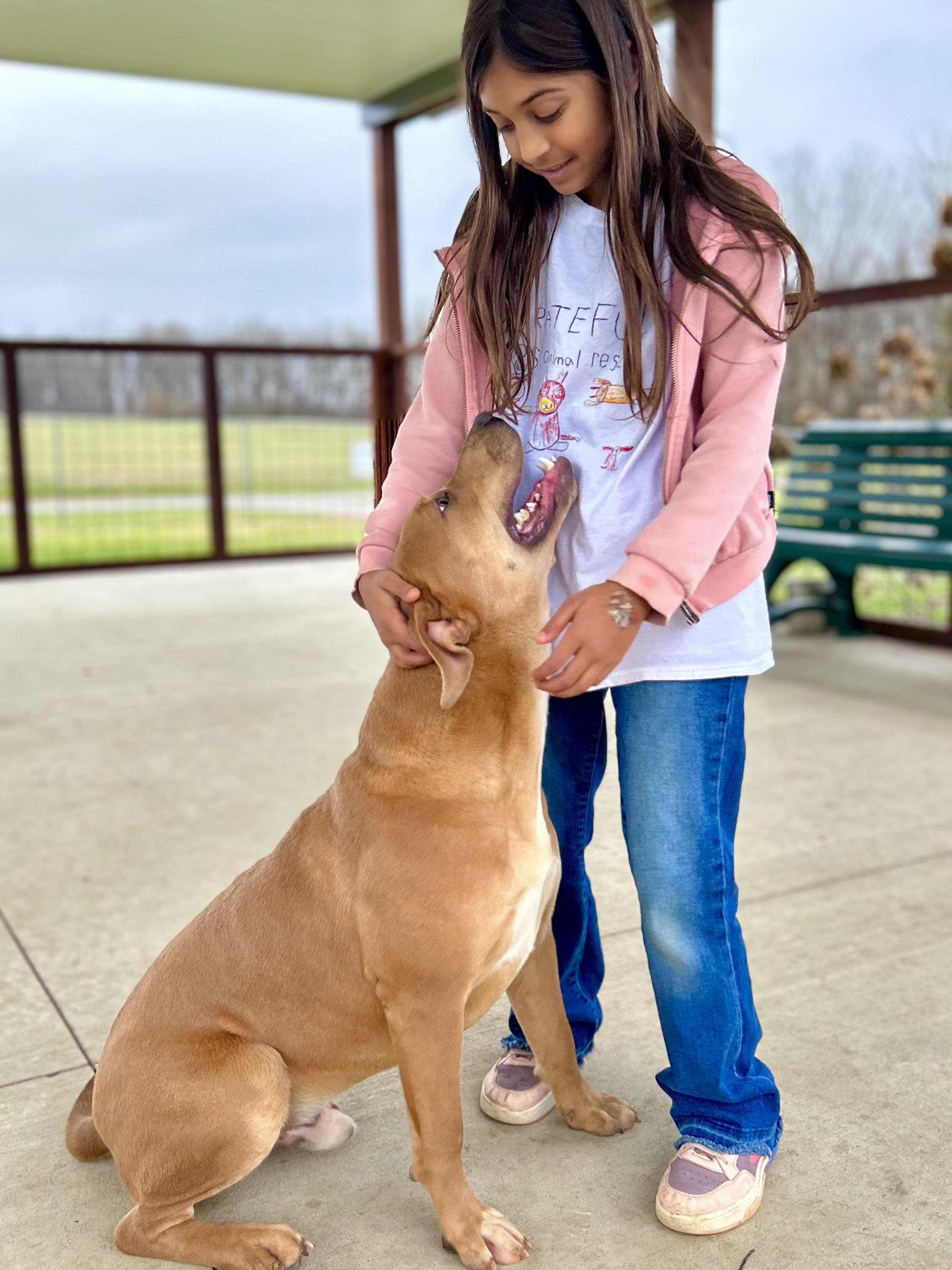 Enlarge Seven, an adopted Mixed Breed in Franklin, KY image 2/6