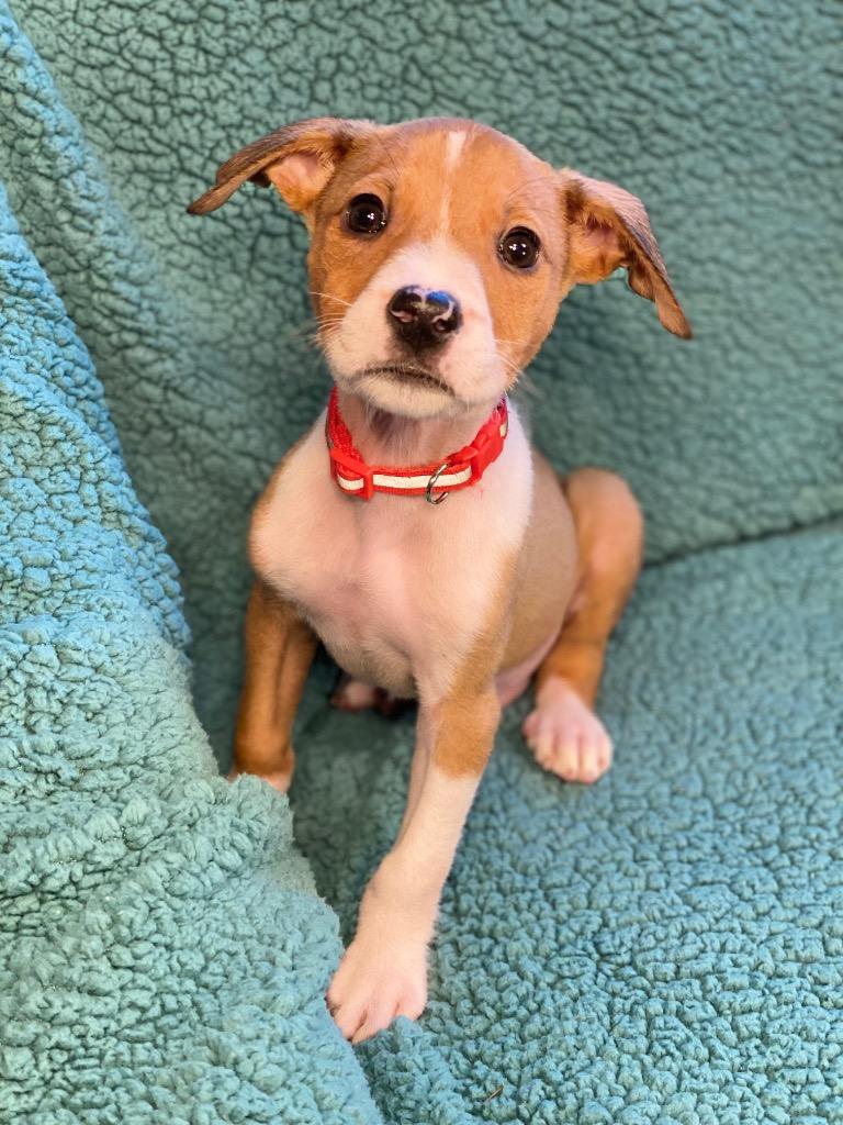 Cash, a Adoptable mixed breed in Urbandale, IA image 1/3