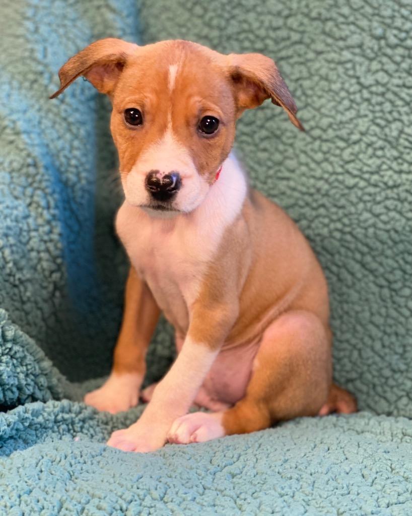 Cash, a Adoptable mixed breed in Urbandale, IA image 2/3