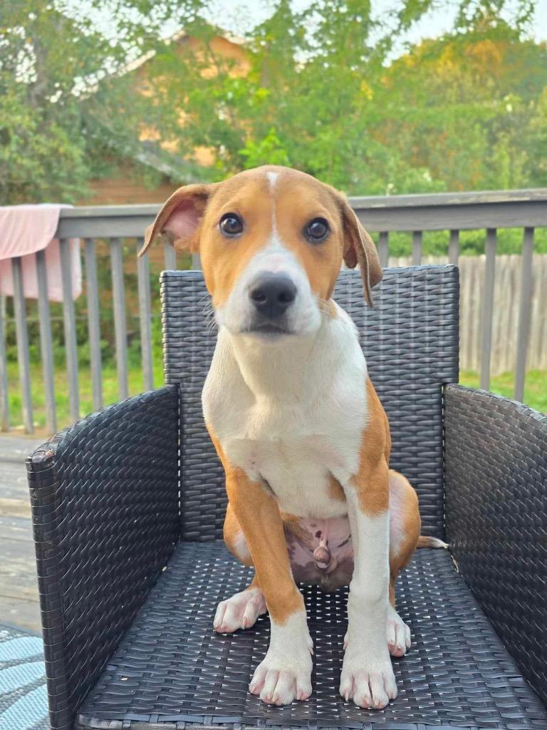 Cash, Adoptable, Puppy Male Terrier & Mixed Breed.