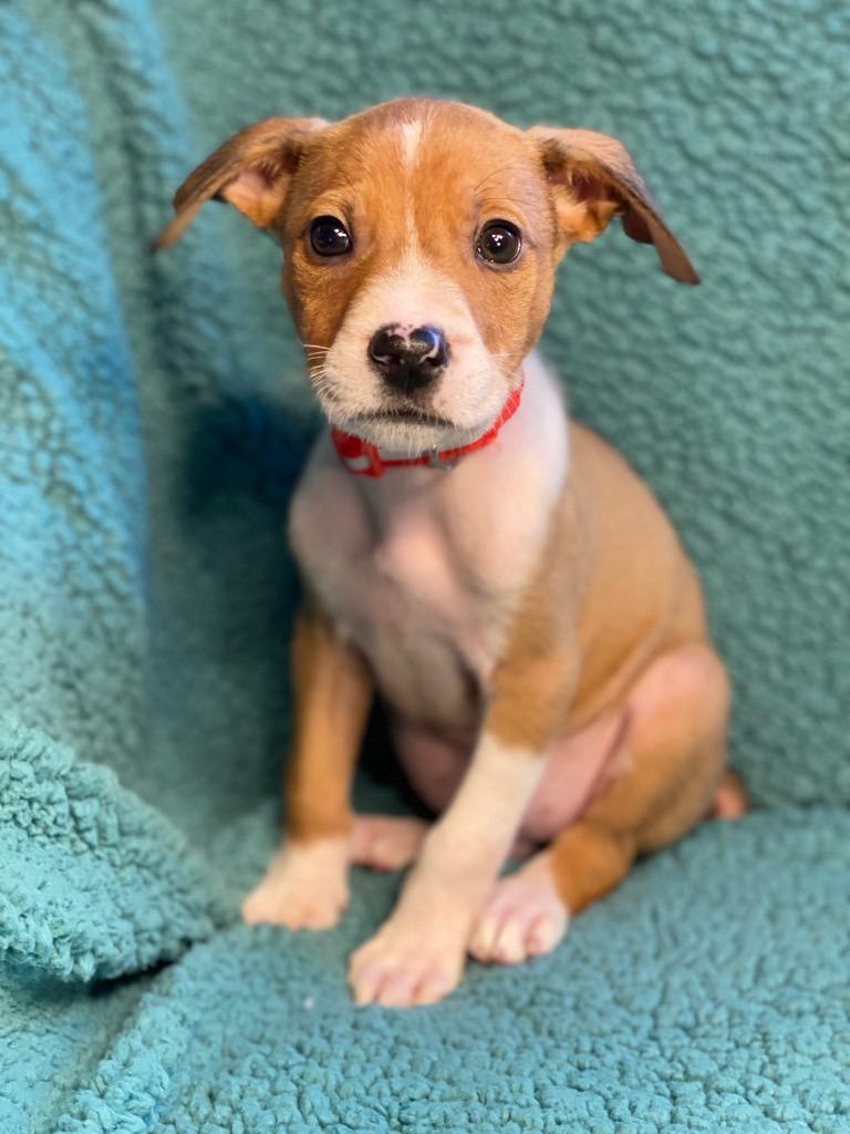 Cash, a Adoptable mixed breed in Urbandale, IA image 3/3