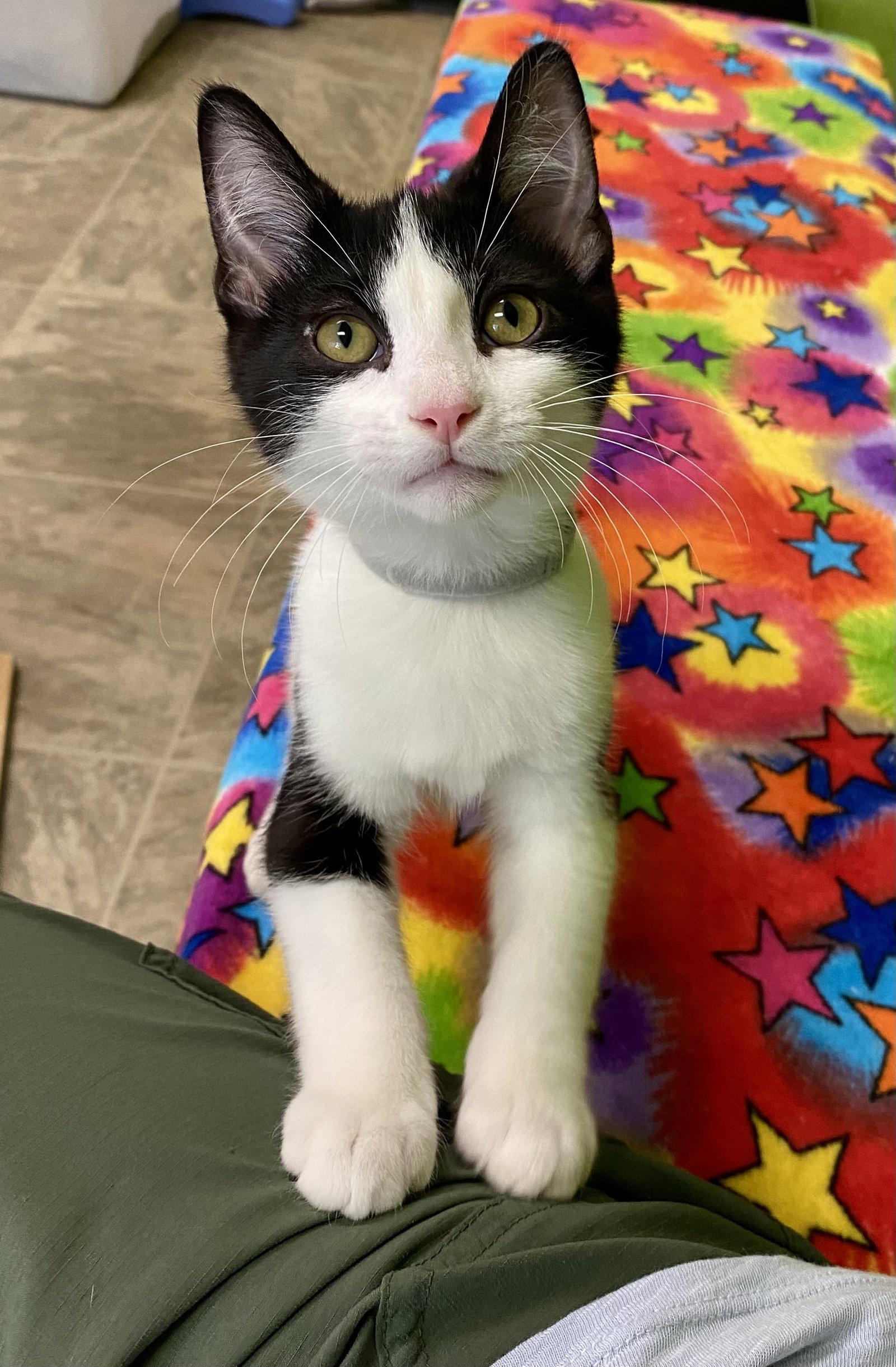 Hot Dog, Adoptable, Young Male Domestic Short Hair.
