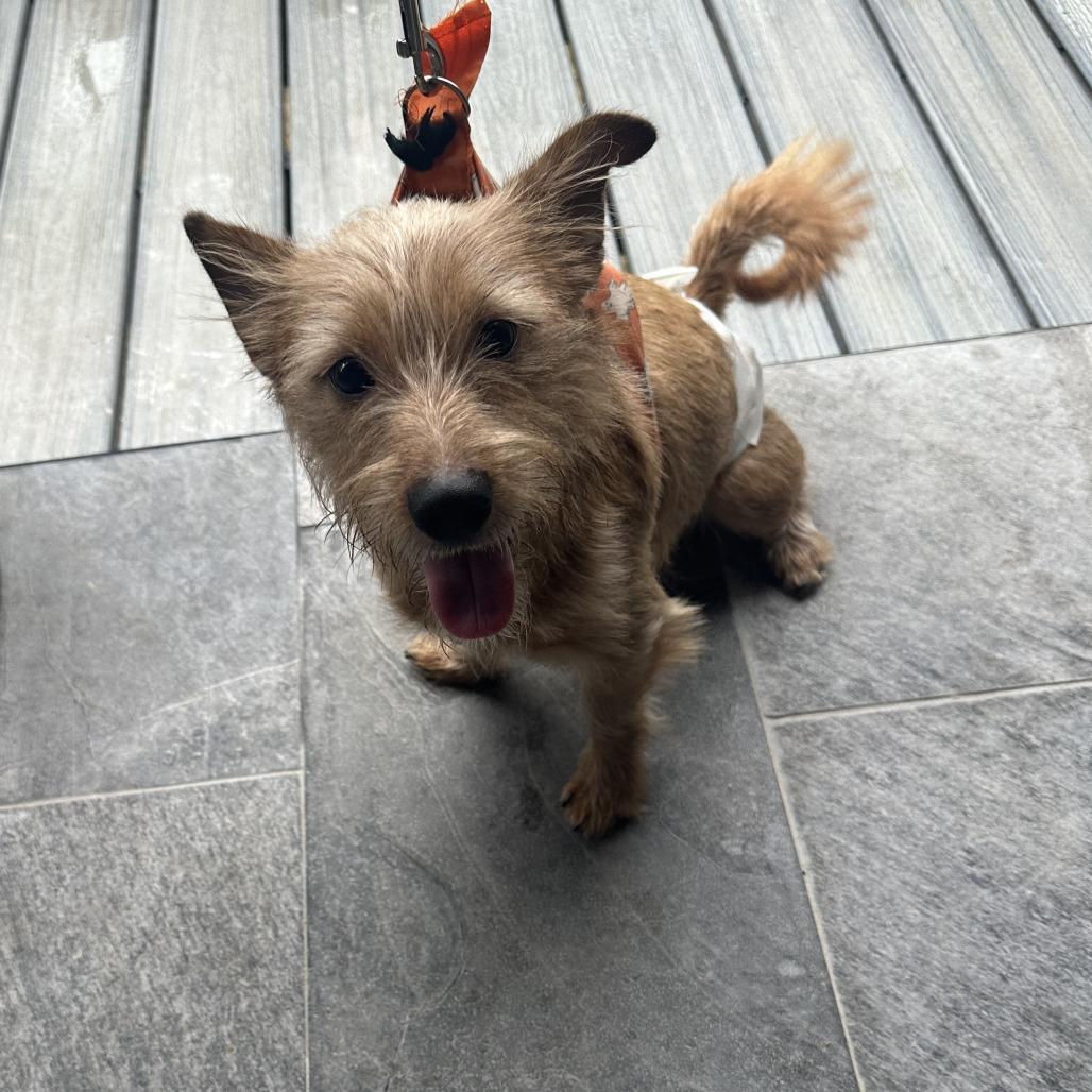 Enlarge Brownie HHD, a Adopted mixed breed in Hoffman Estates, IL image 2/4
