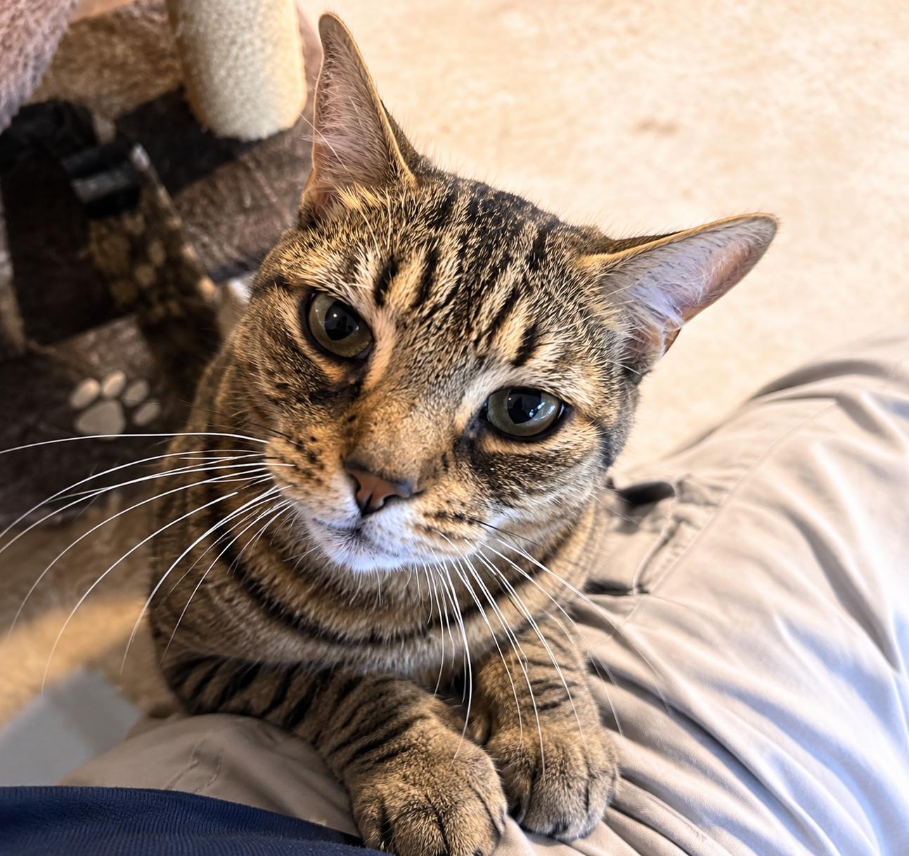 Enlarge Tiger, a Adoptable Domestic Short Hair in Bayonne, NJ image 2/2