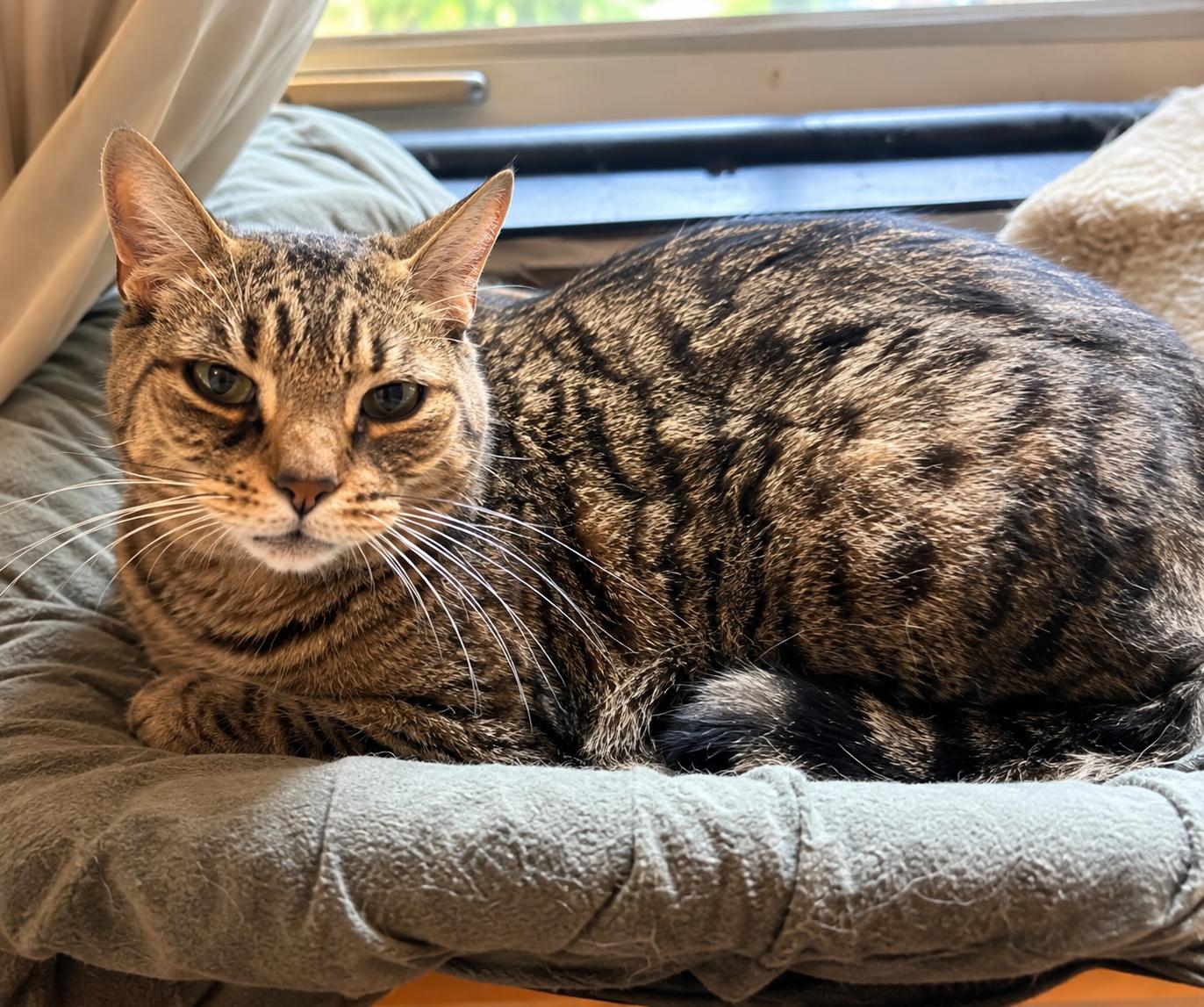 Enlarge Tiger, a Adoptable Domestic Short Hair in Bayonne, NJ image 1/2