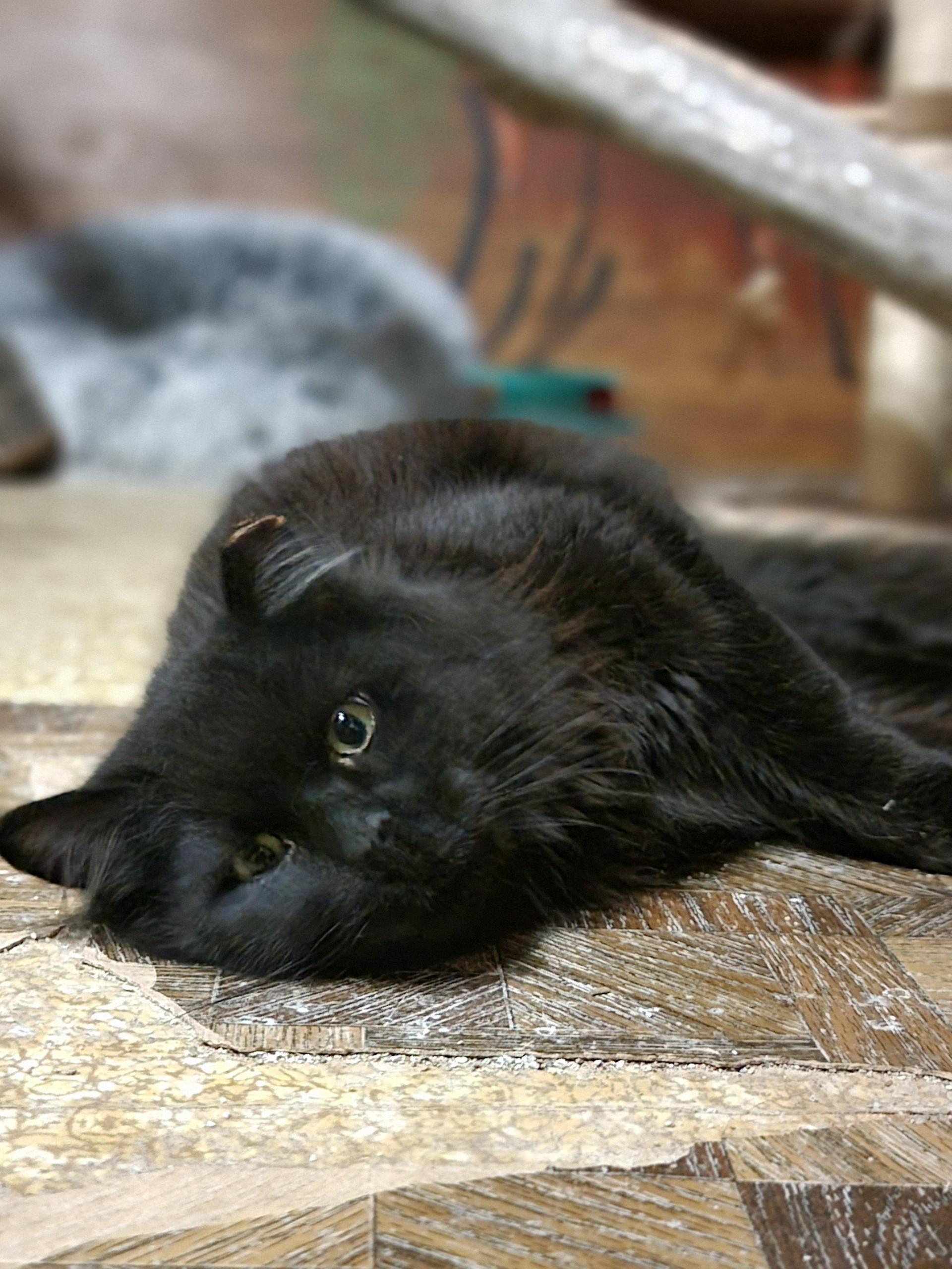 Mica, an adopted Domestic Long Hair in Washoe Valley, NV image 1/2