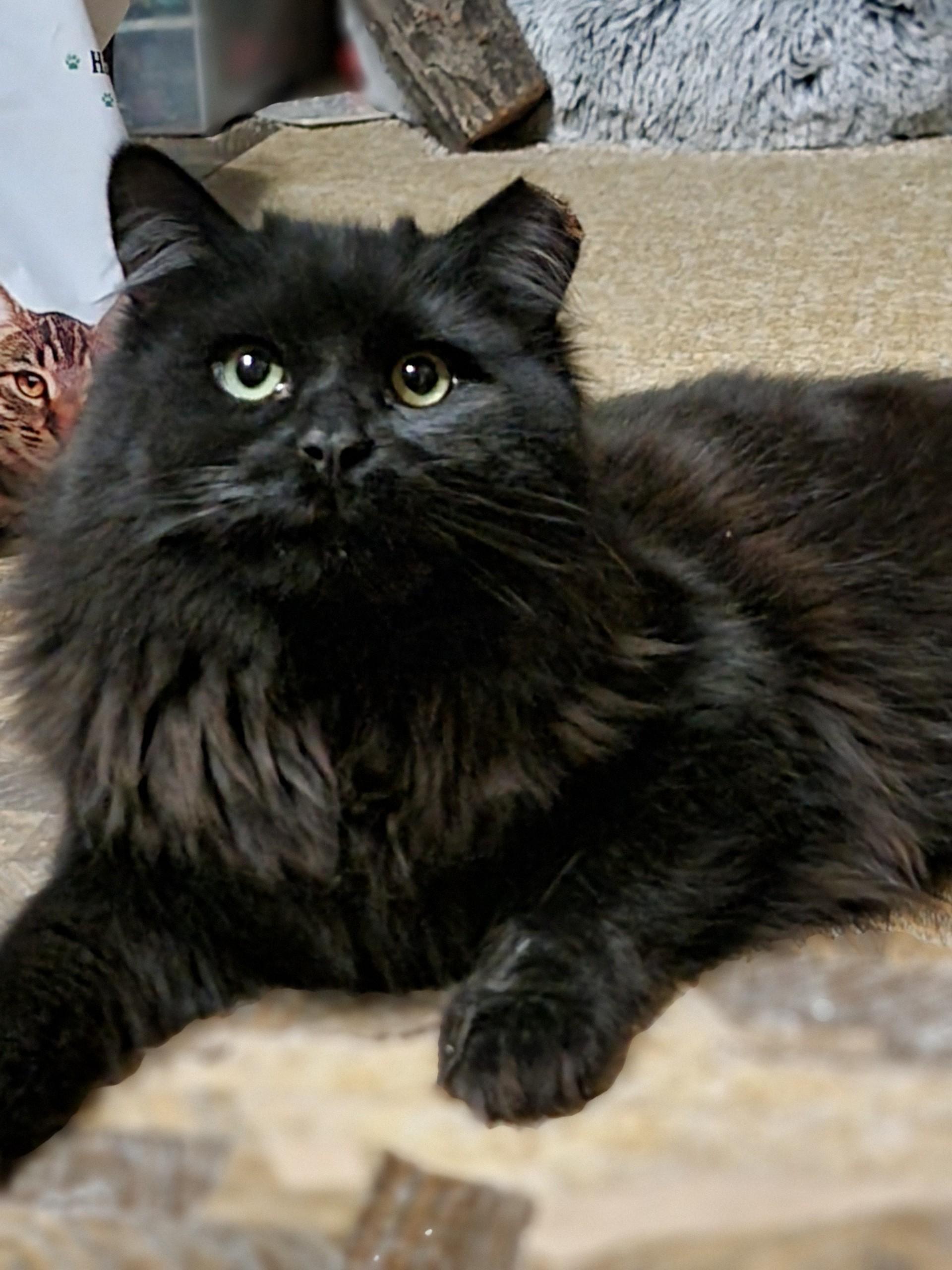 Mica, an adopted Domestic Long Hair in Washoe Valley, NV image 2/2