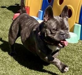 Stella, Young Female French Bulldog