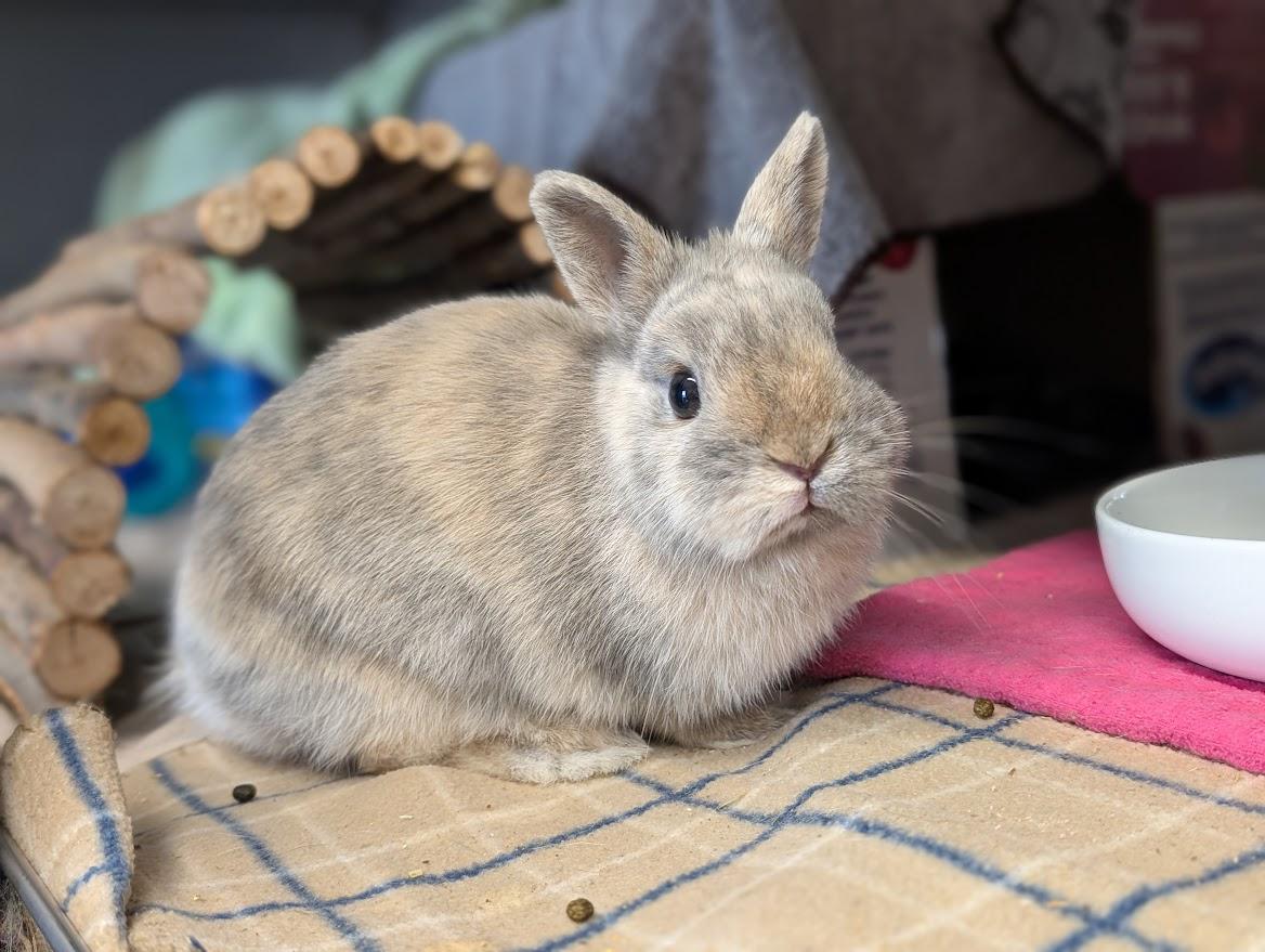 Enlarge Oatmeal, an adopted Netherland Dwarf in Coquitlam, BC image 1/1