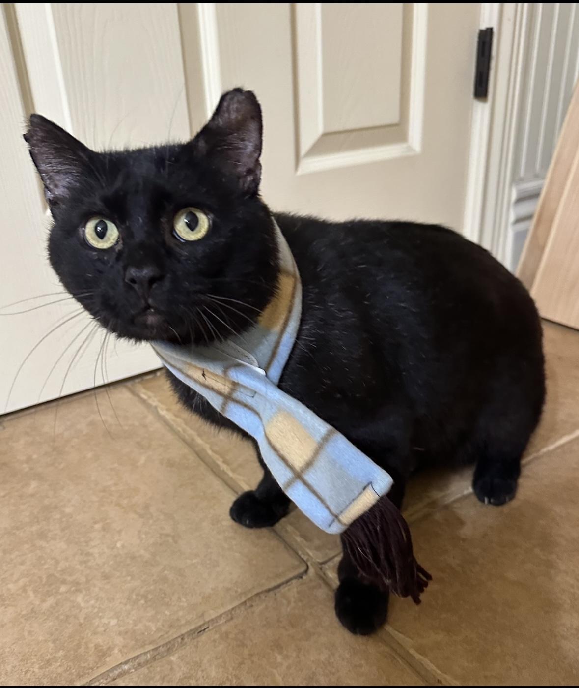 Hugo, Adoptable, Adult Male Domestic Short Hair.