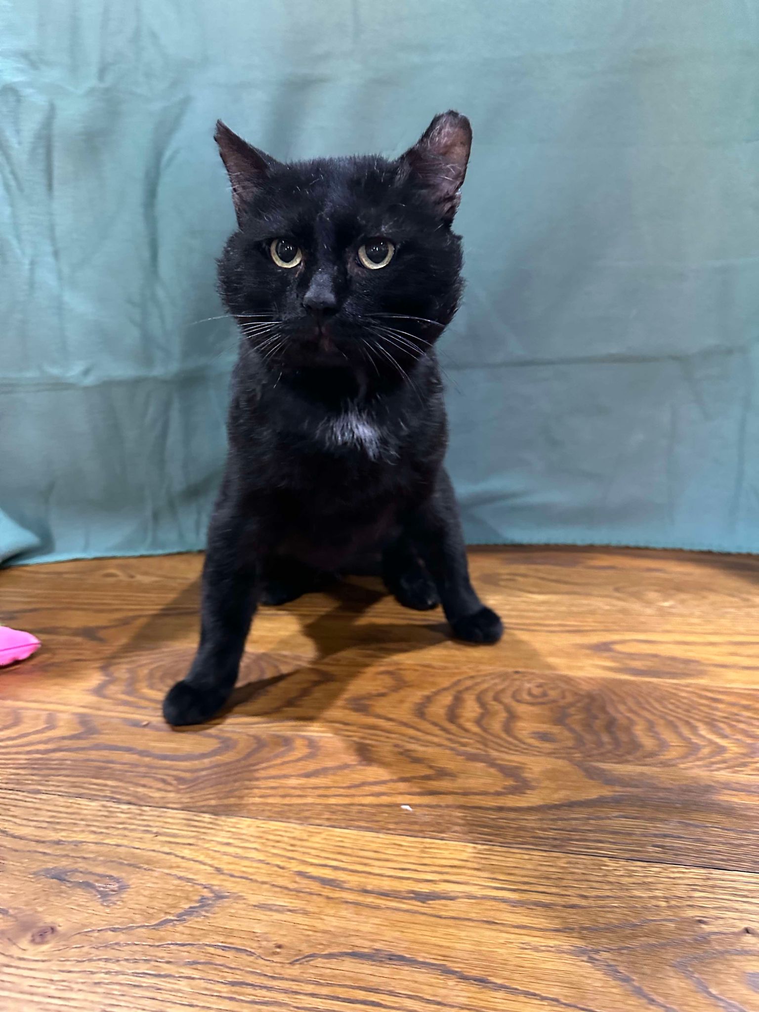 Hugo, a Adoptable Domestic Short Hair in Branson, MO image 2/3